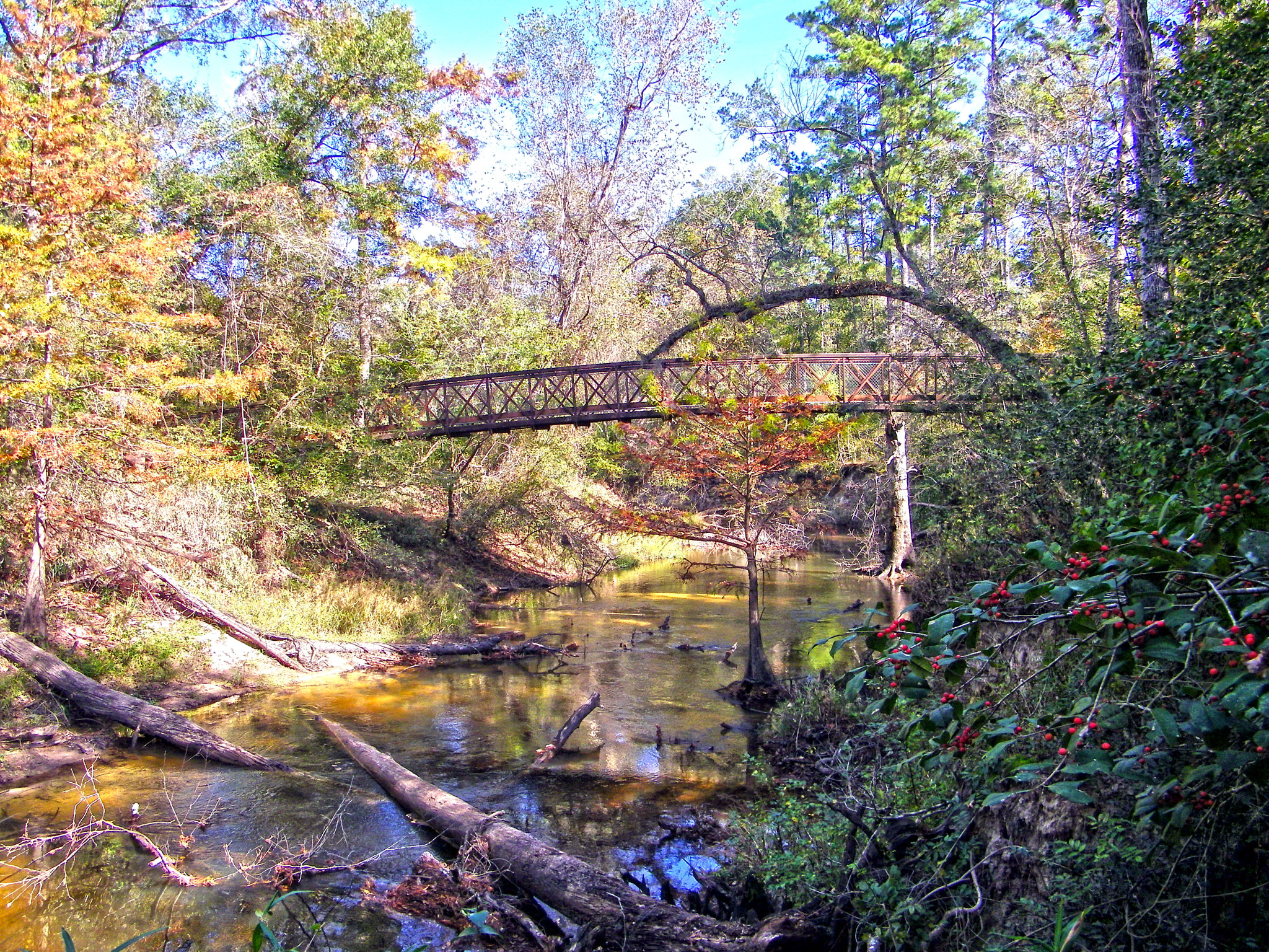 Kodak EASYSHARE Z1015 IS DIGITAL CAMERA sample photo. Big thicket photography