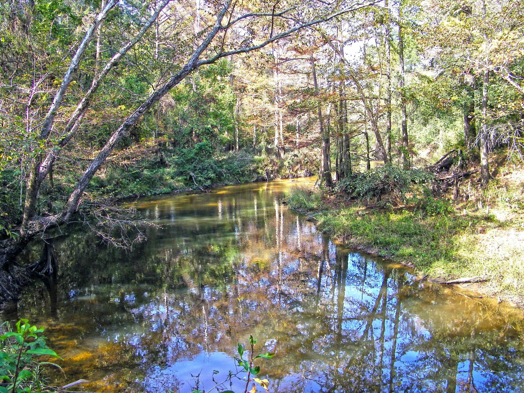 Kodak EASYSHARE Z1015 IS DIGITAL CAMERA sample photo. Big thicket photography