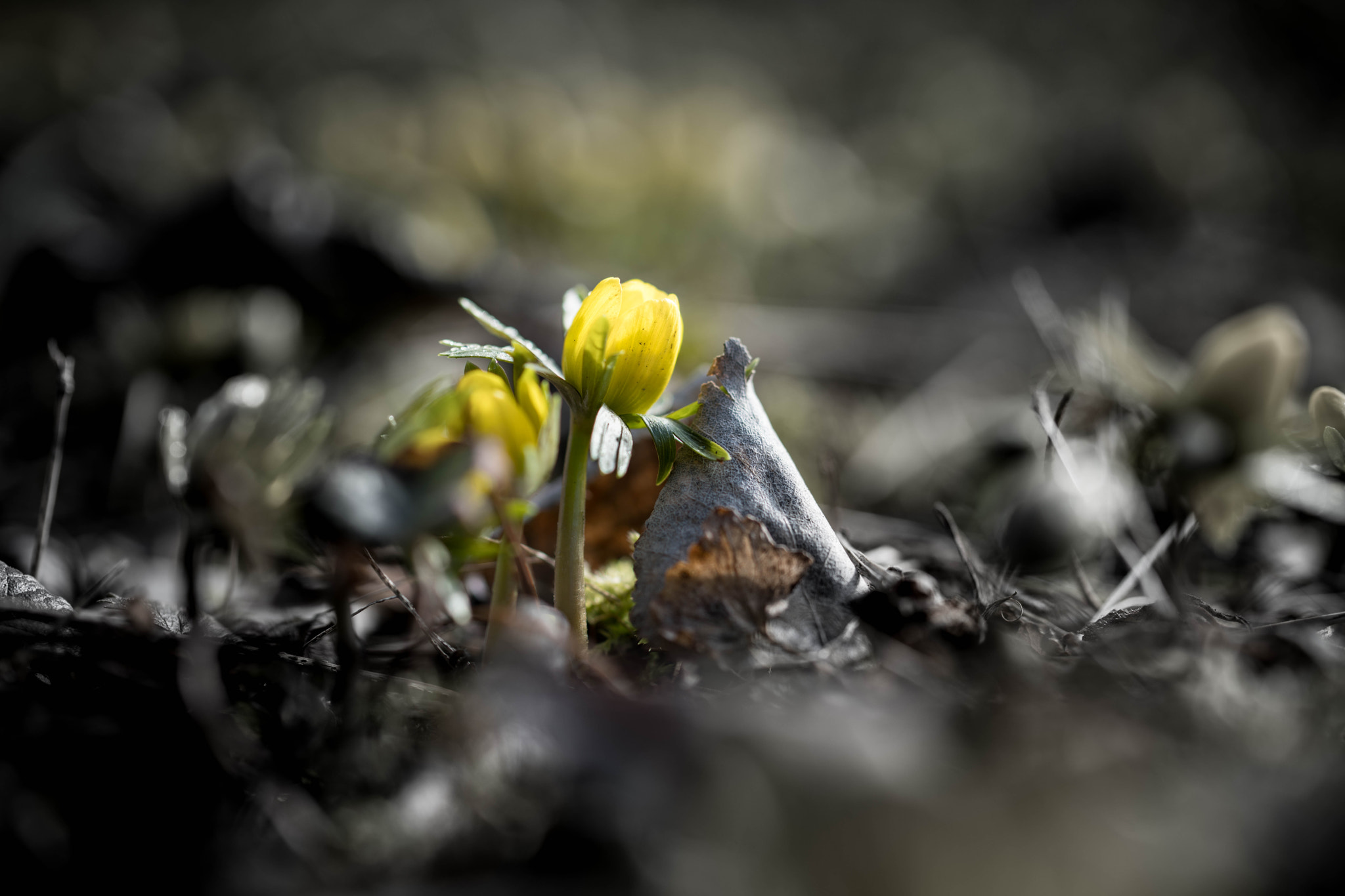 Sony a7R II + 90mm F2.8 Macro SSM sample photo. Frühlingsbote photography