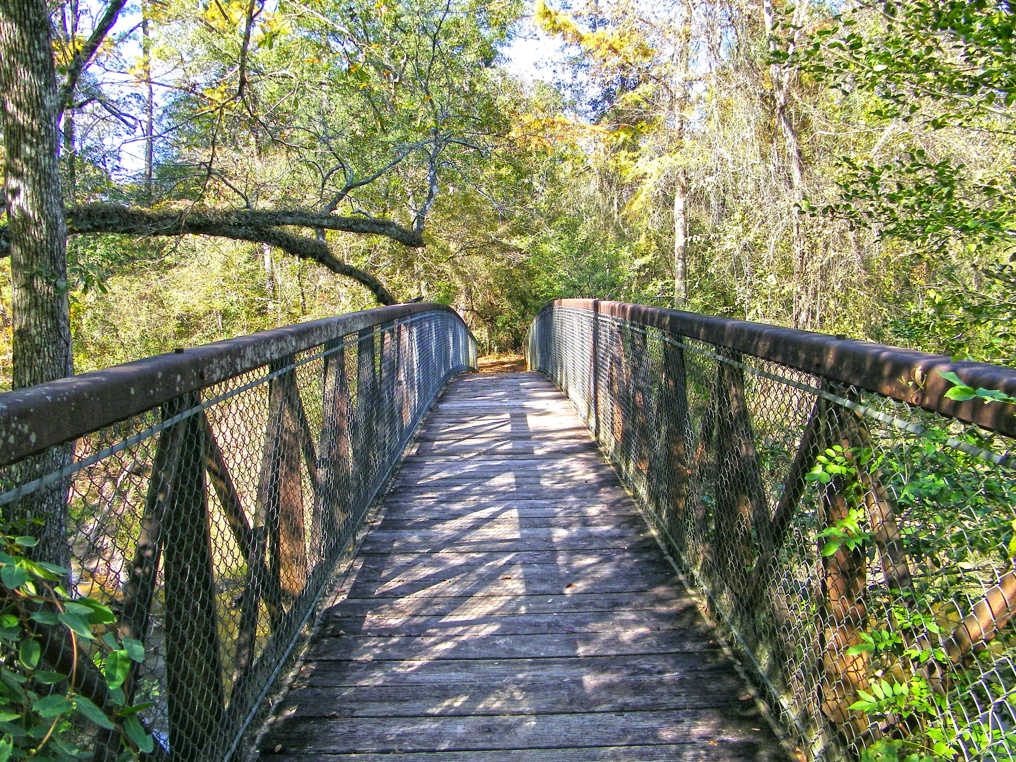 Kodak EASYSHARE Z1015 IS DIGITAL CAMERA sample photo. Big thicket photography