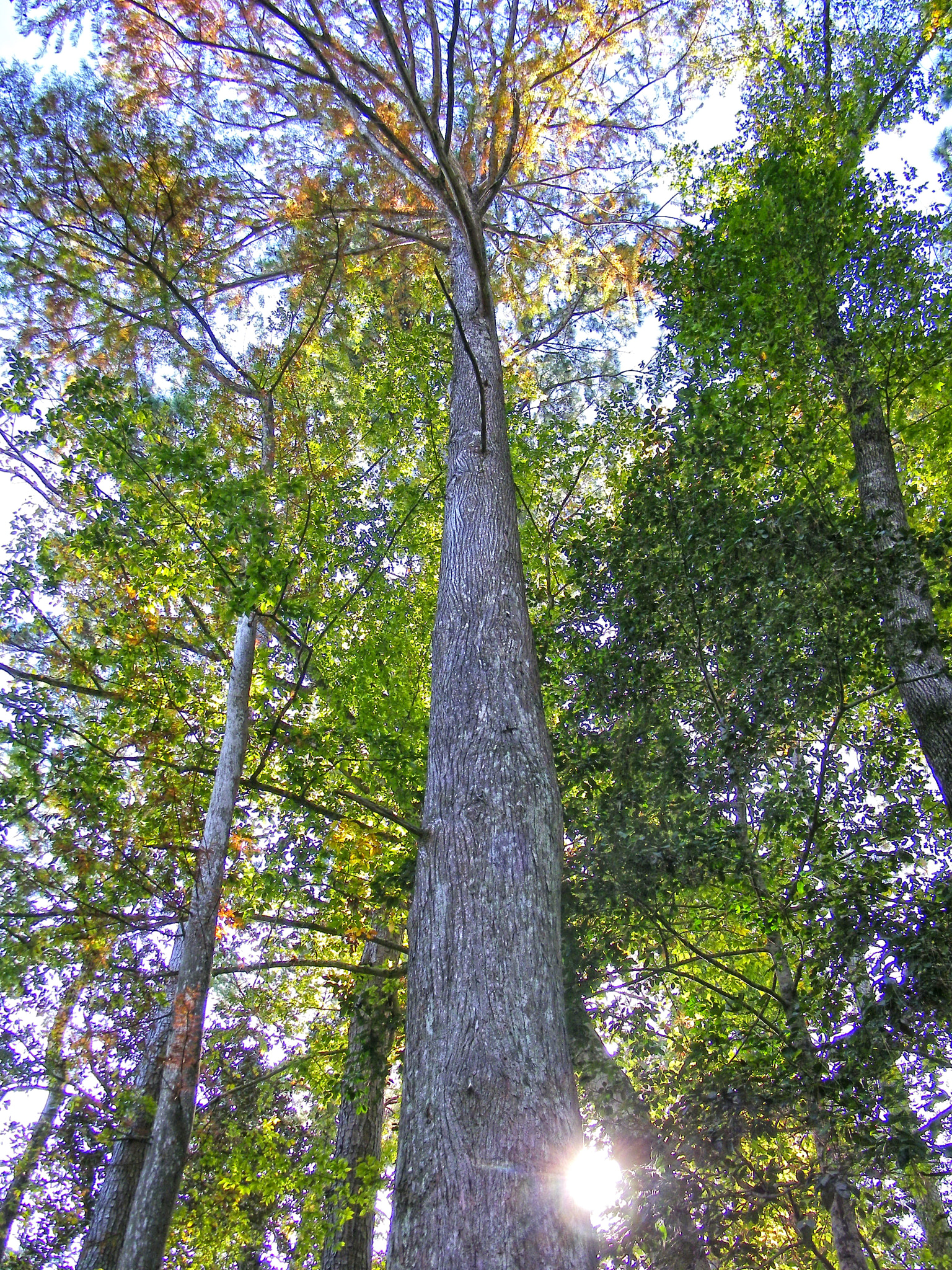 Kodak EASYSHARE Z1015 IS DIGITAL CAMERA sample photo. Big thicket photography