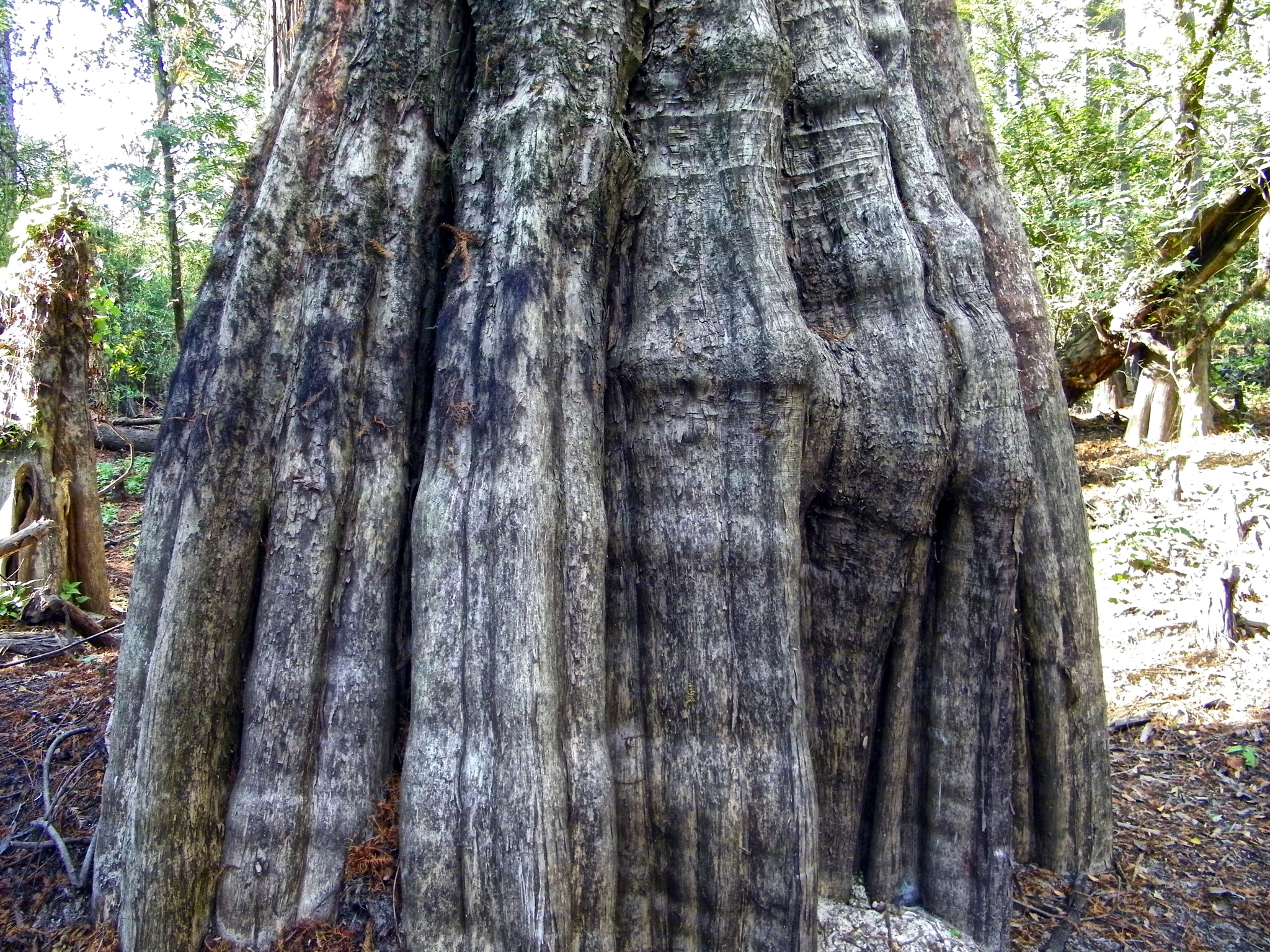 Kodak EASYSHARE Z1015 IS DIGITAL CAMERA sample photo. Big thicket photography