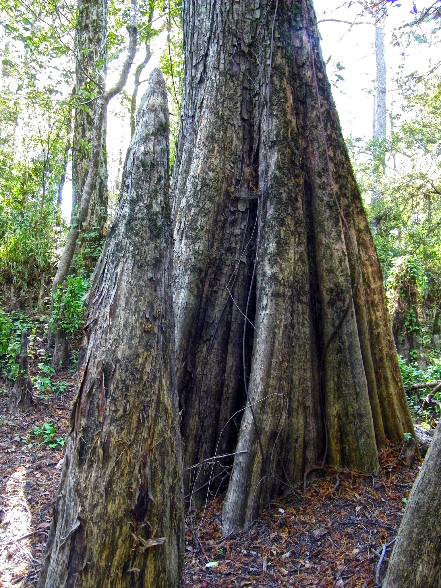 Kodak EASYSHARE Z1015 IS DIGITAL CAMERA sample photo. Big thicket photography