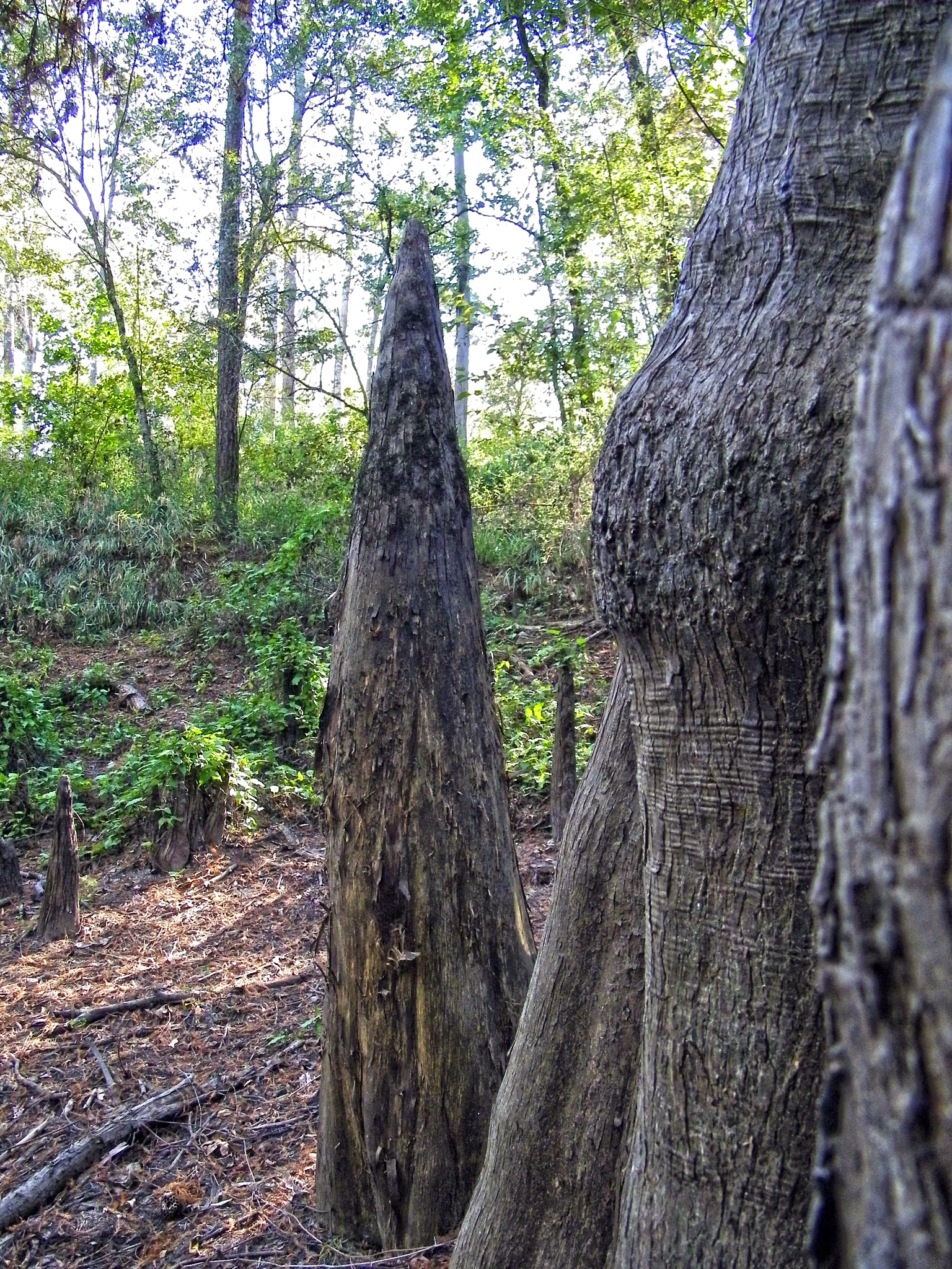Kodak EASYSHARE Z1015 IS DIGITAL CAMERA sample photo. Big thicket photography