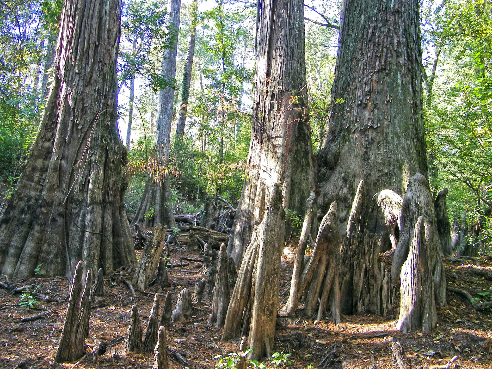 Kodak EASYSHARE Z1015 IS DIGITAL CAMERA sample photo. Big thicket photography