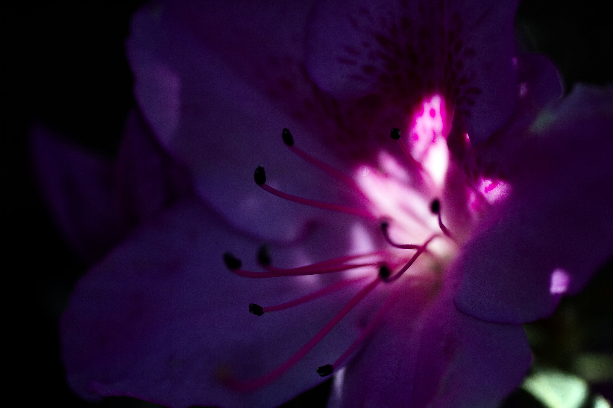 Sigma 50mm F1.4 EX DG HSM sample photo. Lunar photography
