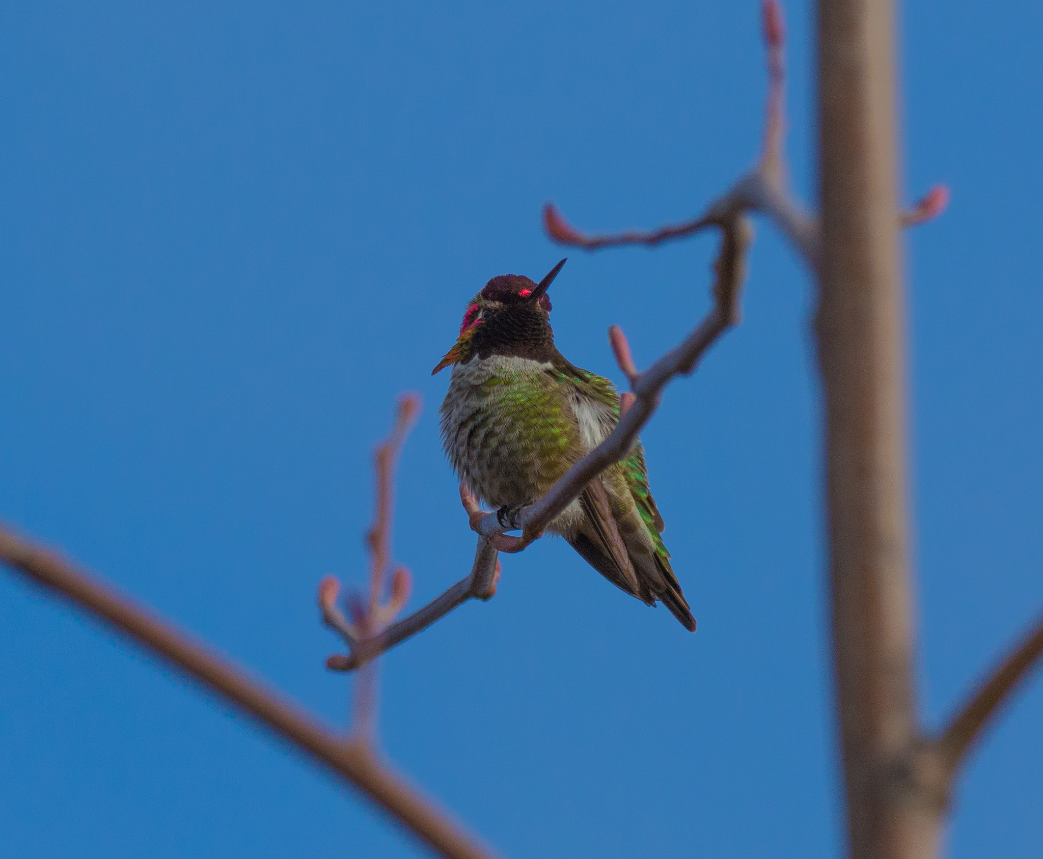 Olympus OM-D E-M1 Mark II + OLYMPUS M.300mm F4.0 sample photo. Anna's hummingbird photography