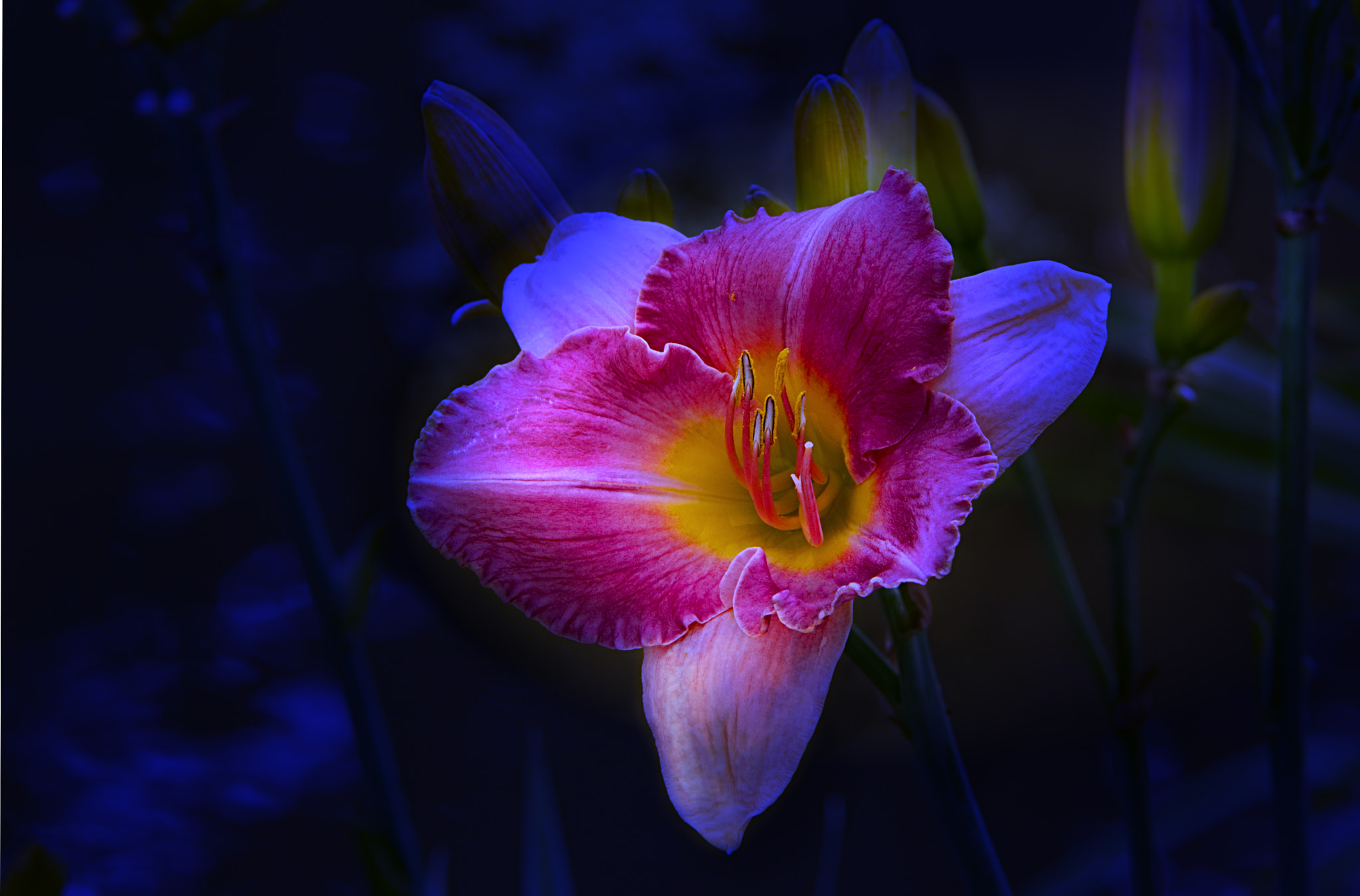 Canon EF 100mm F2.8L Macro IS USM sample photo. Flower458 photography