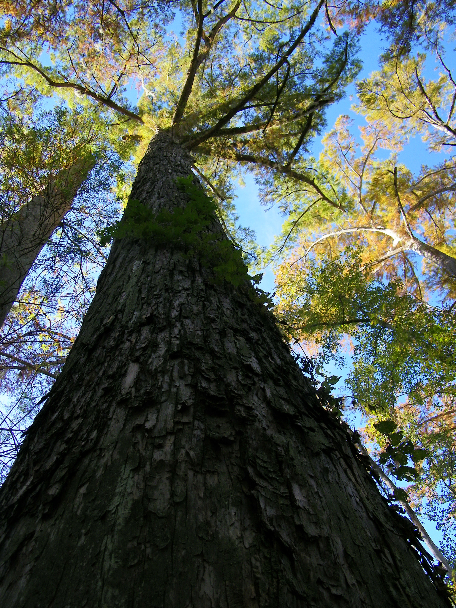 Kodak EASYSHARE Z1015 IS DIGITAL CAMERA sample photo. Big thicket photography