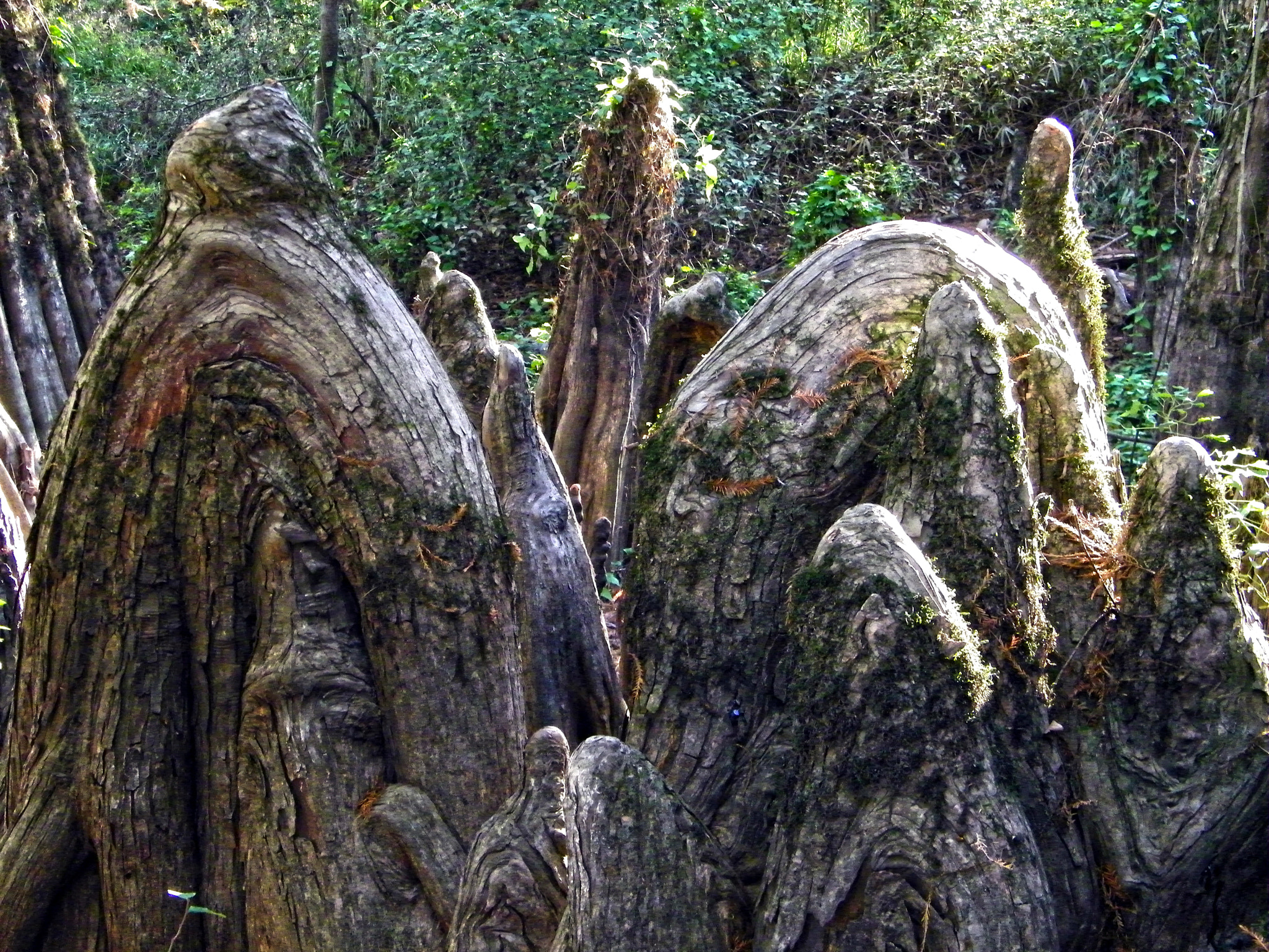 Kodak EASYSHARE Z1015 IS DIGITAL CAMERA sample photo. Big thicket photography