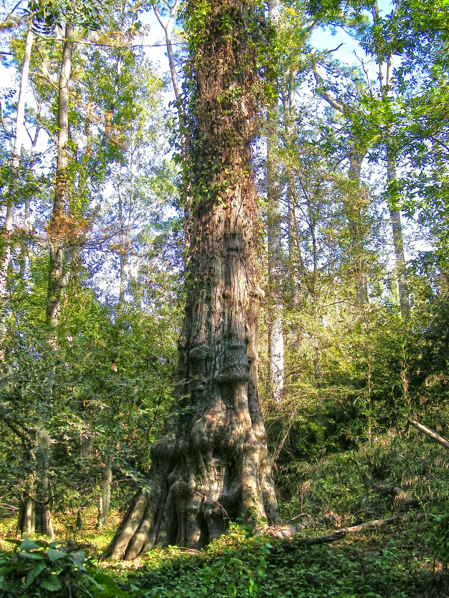 Kodak EASYSHARE Z1015 IS DIGITAL CAMERA sample photo. Big thicket photography