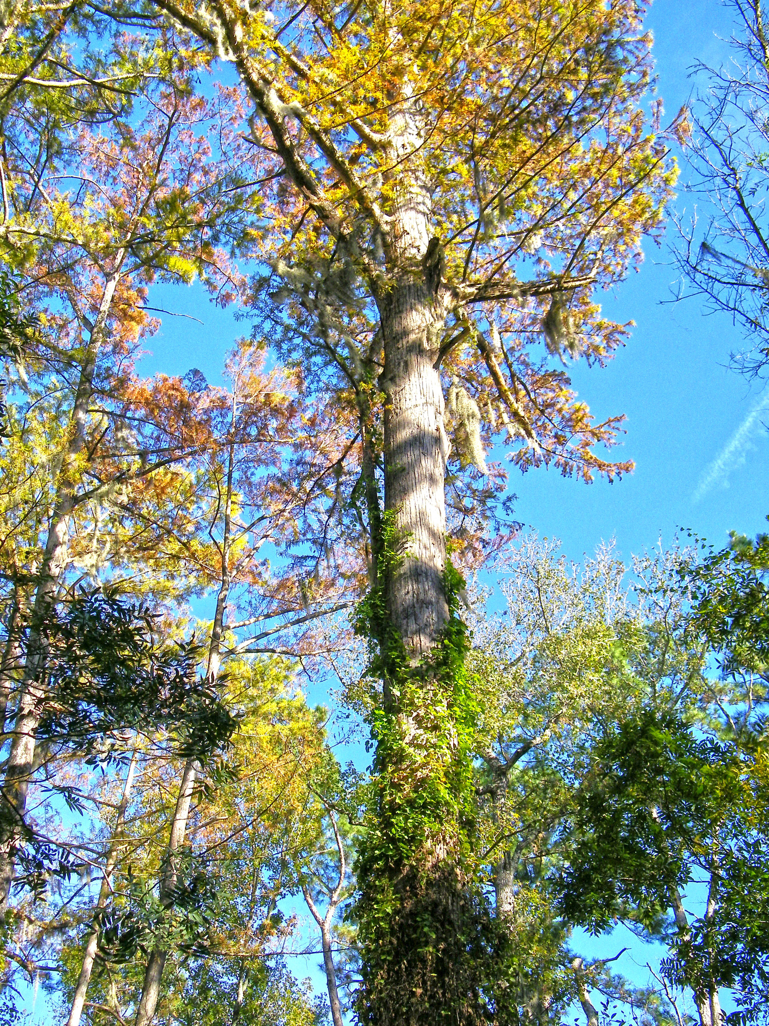 Kodak EASYSHARE Z1015 IS DIGITAL CAMERA sample photo. Big thicket photography