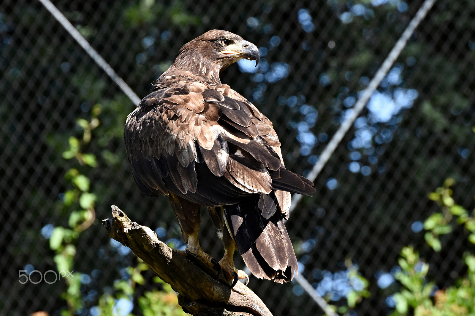 Nikon D7200 sample photo. Bald eagle photography