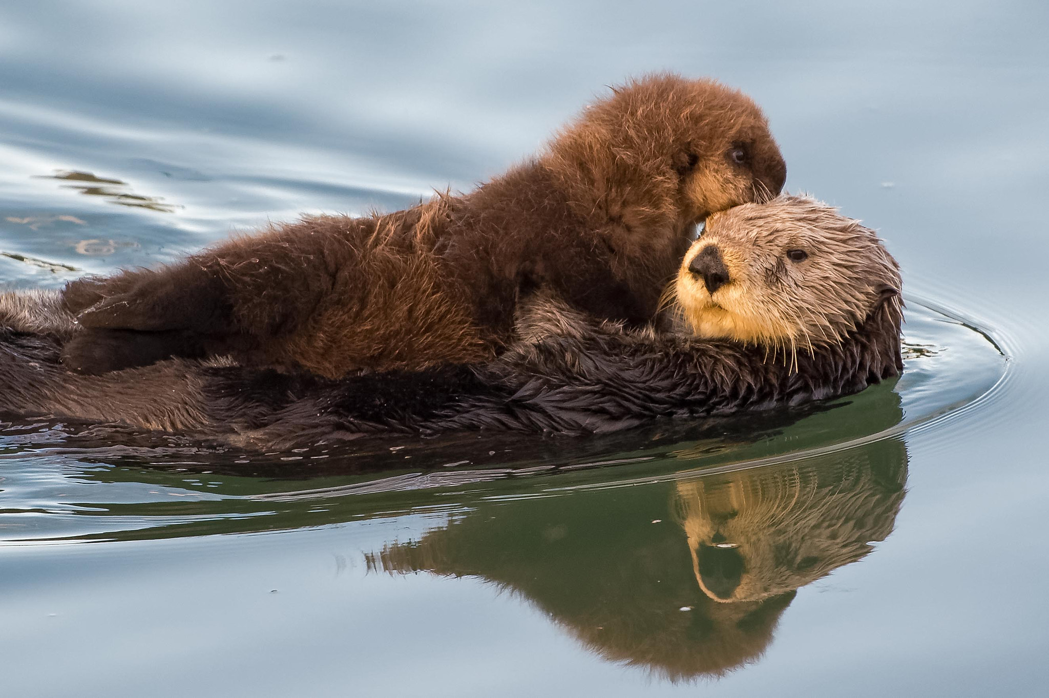 Nikon D4S sample photo. Sea otter with pup photography