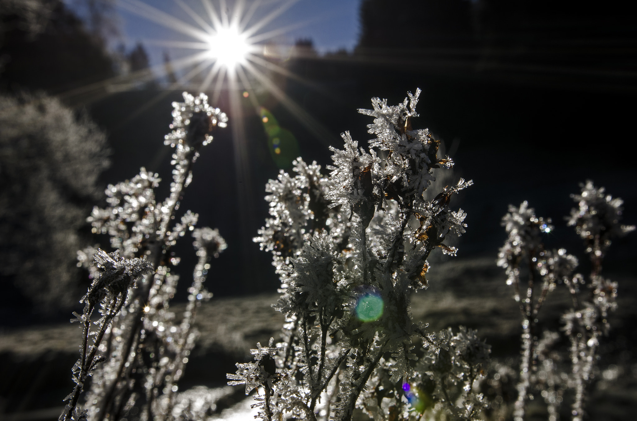 Nikon D7000 sample photo. Frosty morning photography