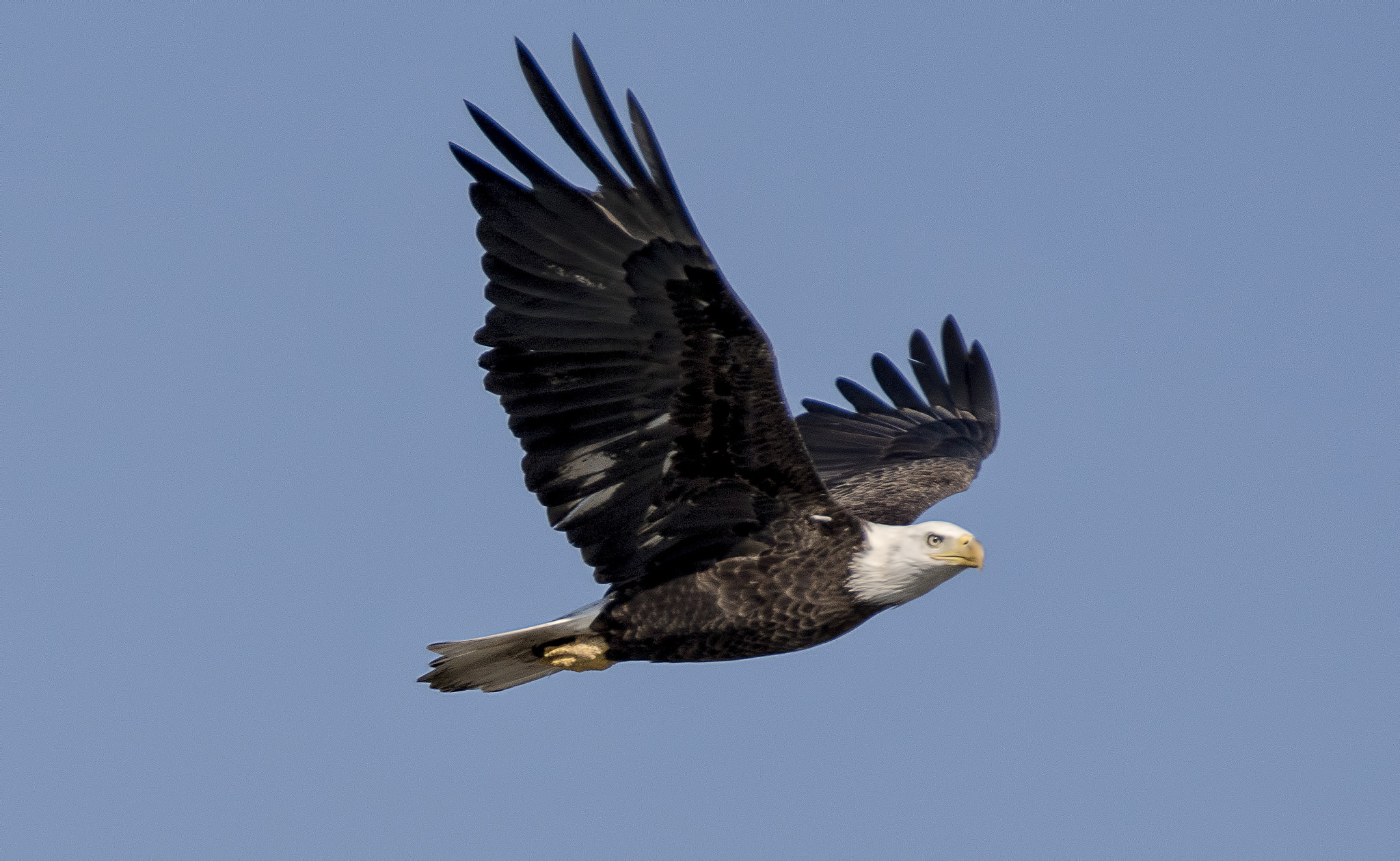 Tamron SP 150-600mm F5-6.3 Di VC USD sample photo. Majesty photography