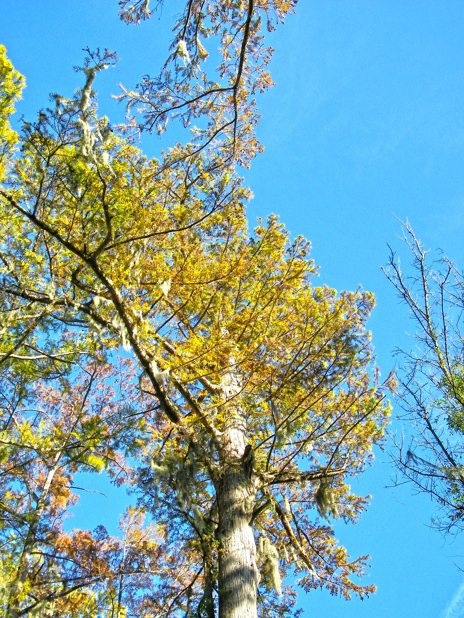 Kodak EASYSHARE Z1015 IS DIGITAL CAMERA sample photo. Big thicket photography