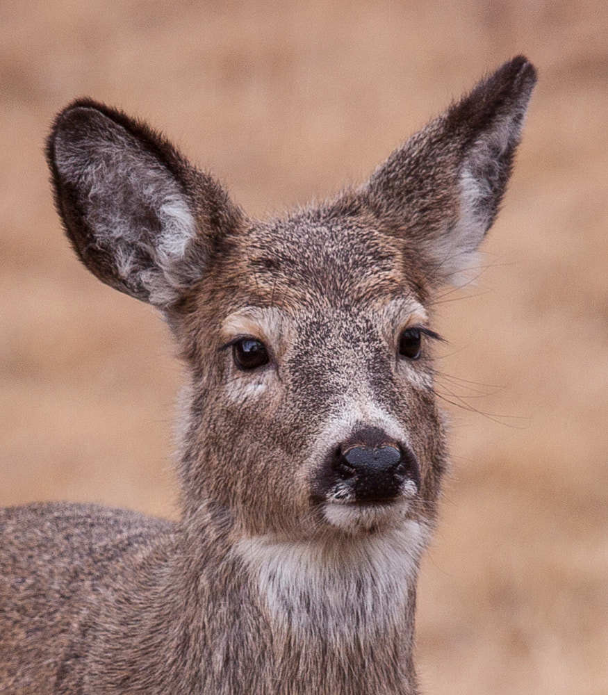 Canon EOS 50D sample photo. Young and curious mule deer photography