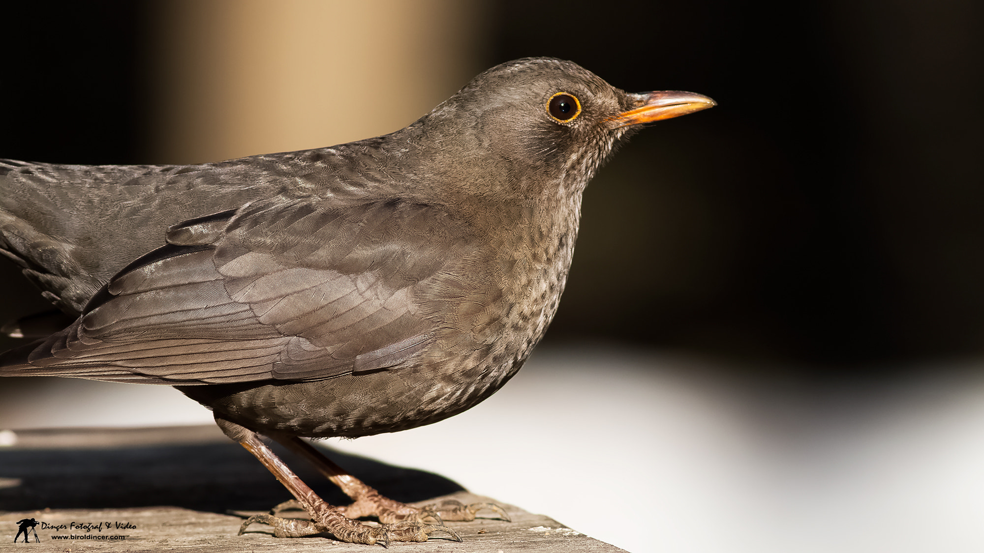 Canon EOS 70D + Canon EF 400mm F5.6L USM sample photo. Karatavuk photography