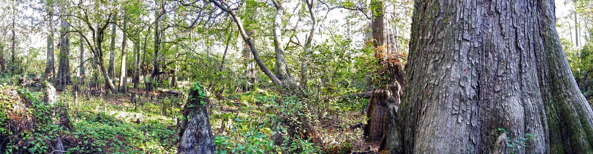 Kodak EASYSHARE Z1015 IS DIGITAL CAMERA sample photo. Big thicket photography