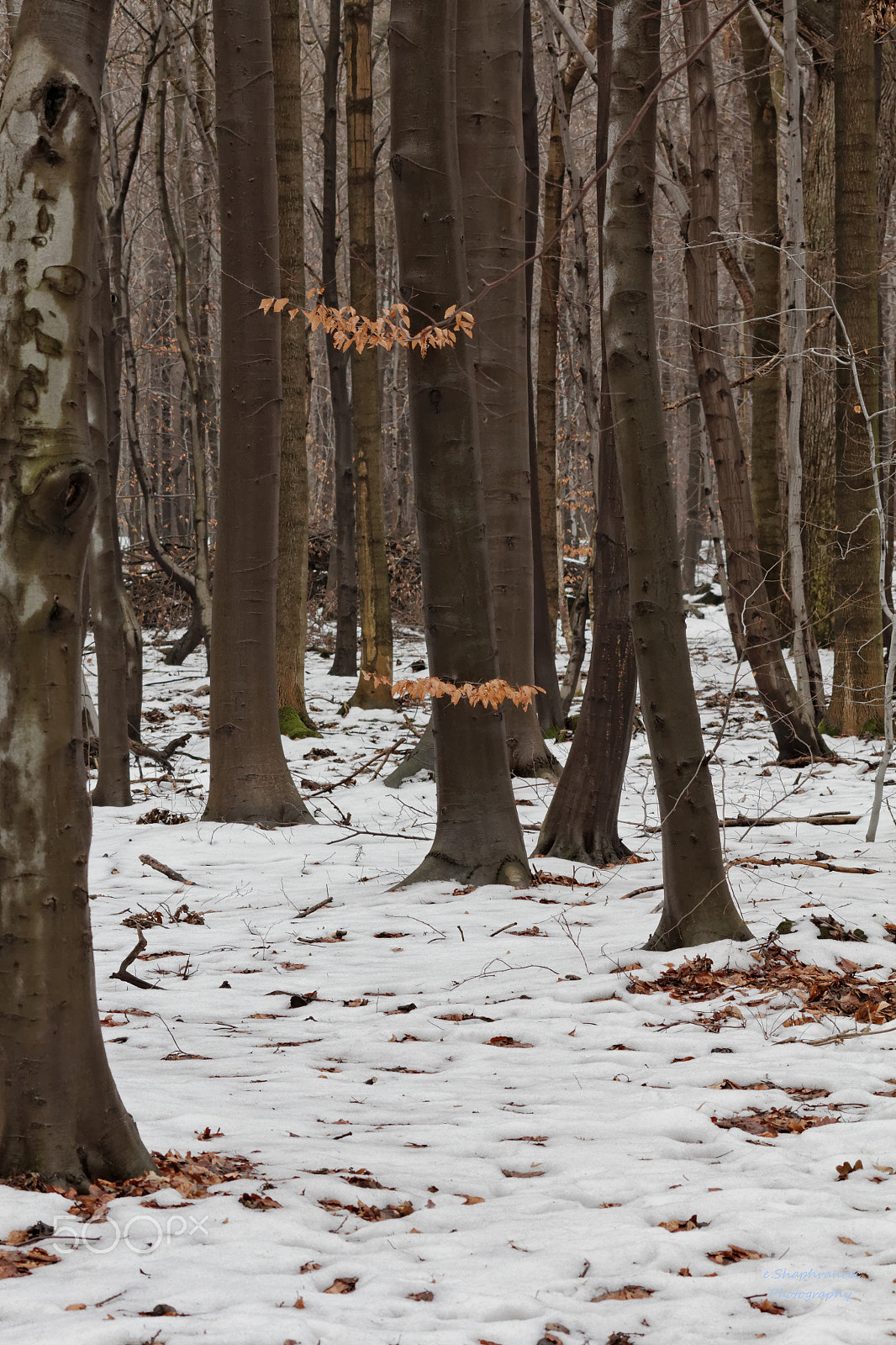 Canon EOS 60D sample photo. Beech forest photography