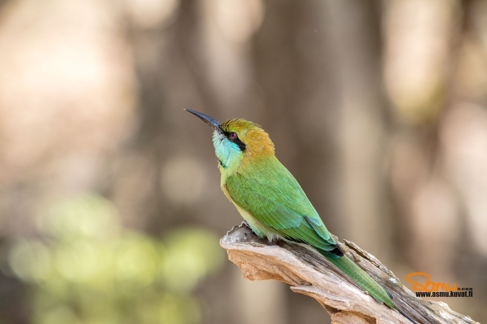 Canon EOS 5DS R sample photo. Bee eater in sri lanka photography