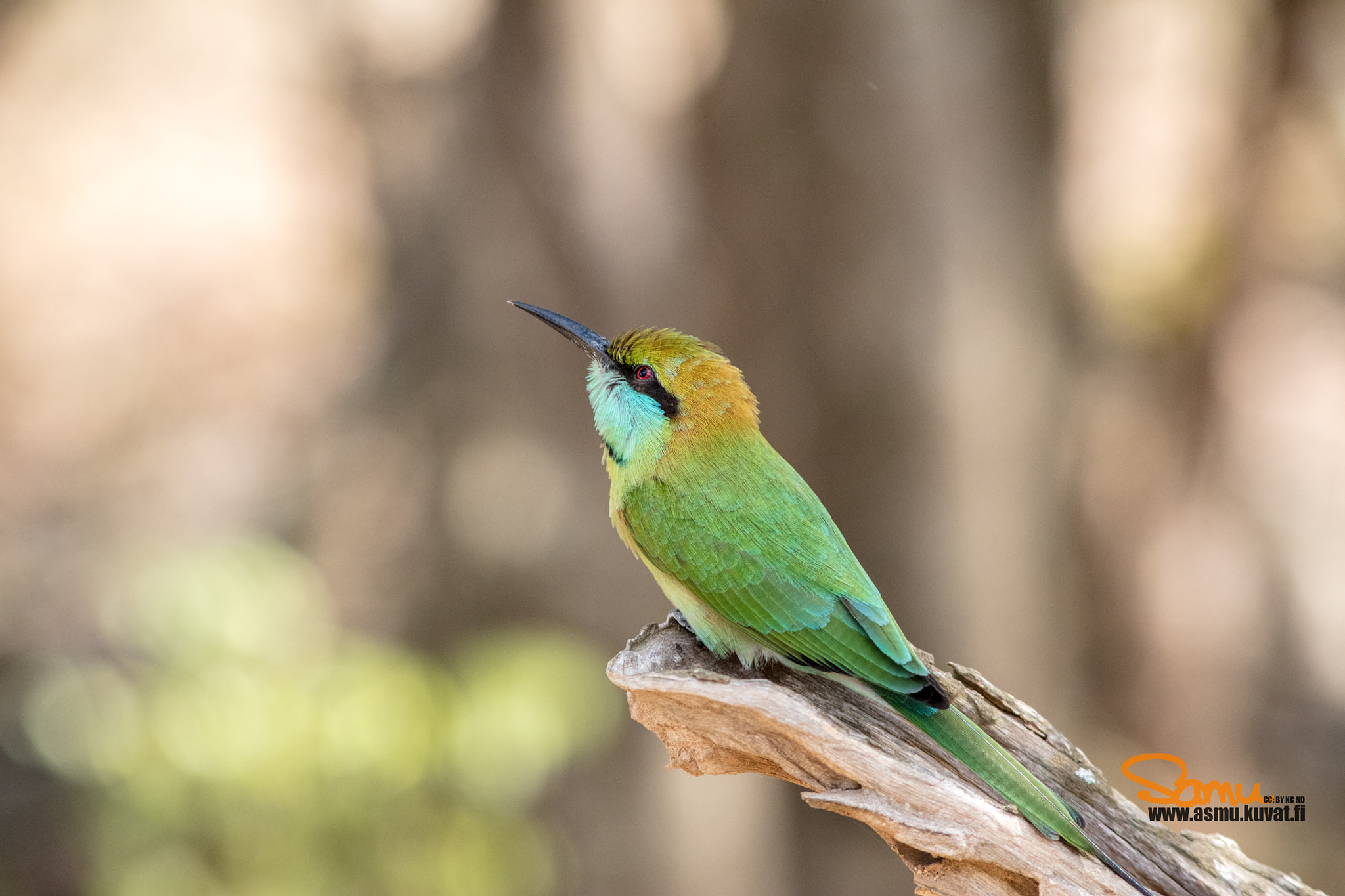 Canon EF 300mm F4L IS USM sample photo. Bee eater in sri lanka photography