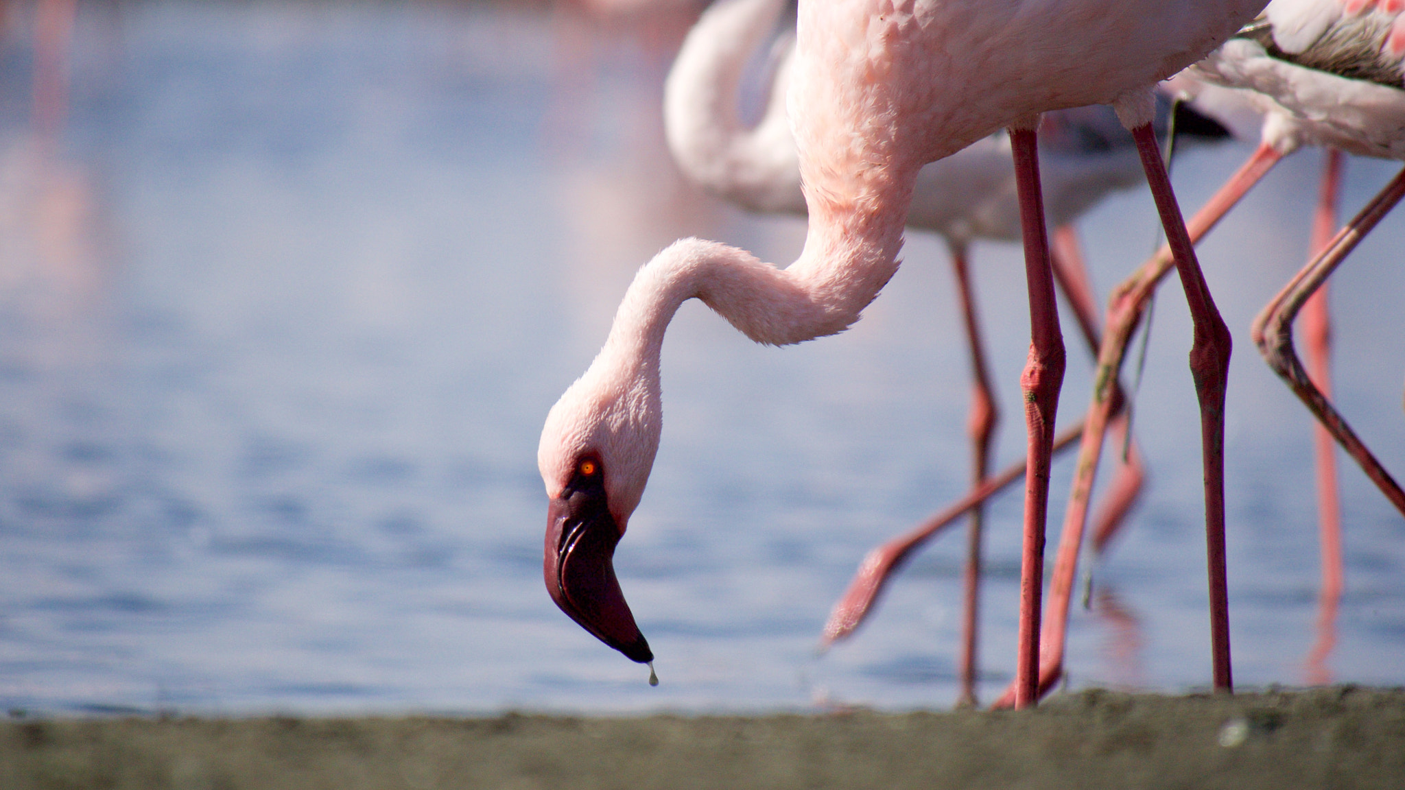 Panasonic Lumix DMC-GH4 sample photo. Drop photography