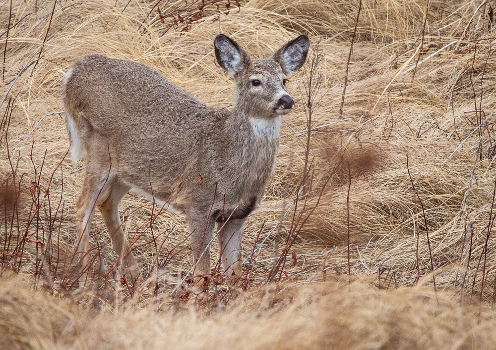 Canon EOS 50D sample photo. Young mule deer photography