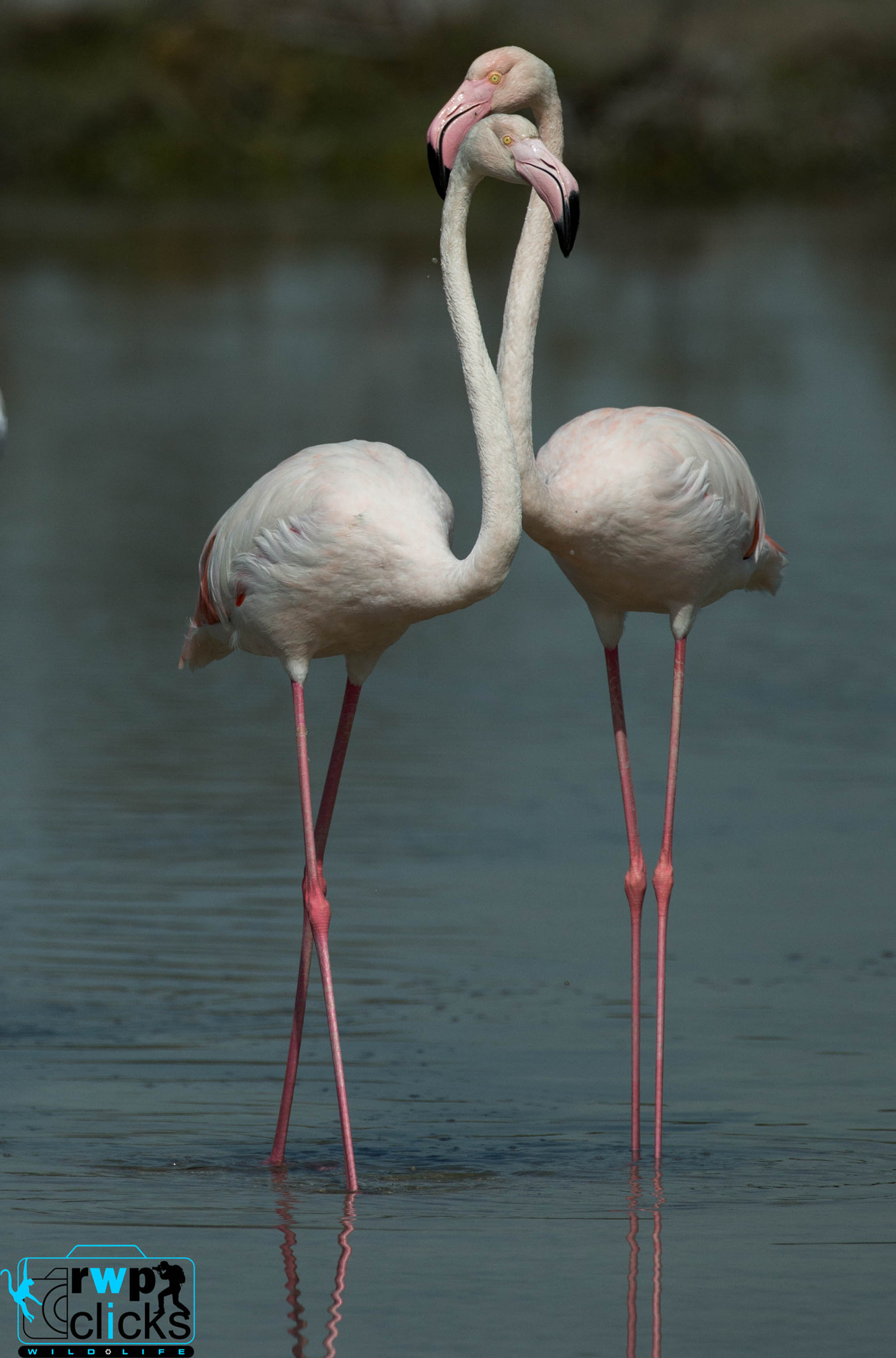 Canon EF 500mm F4L IS USM sample photo. Flamingo love photography