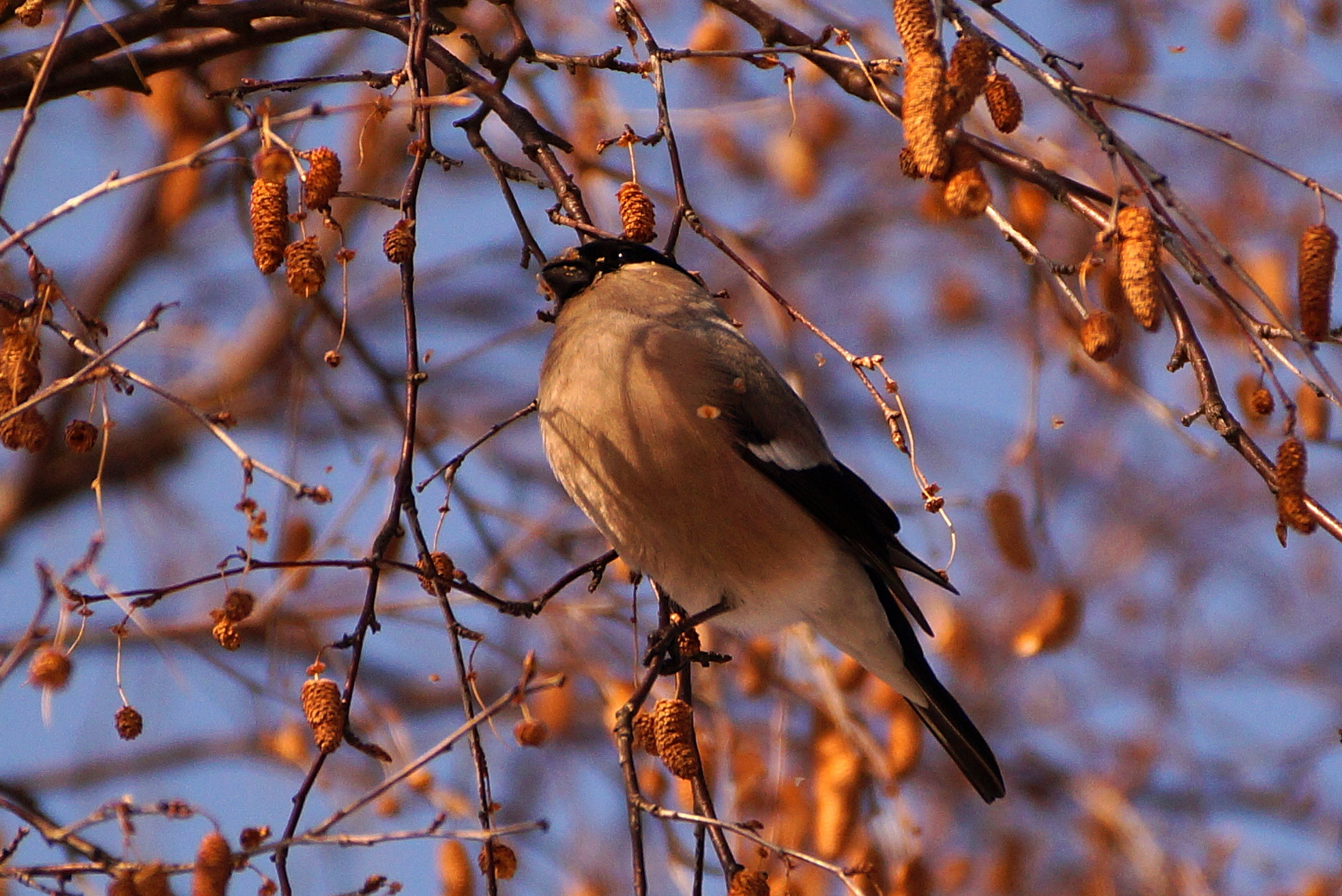 Sony DT 55-300mm F4.5-5.6 SAM sample photo. Pani gil photography