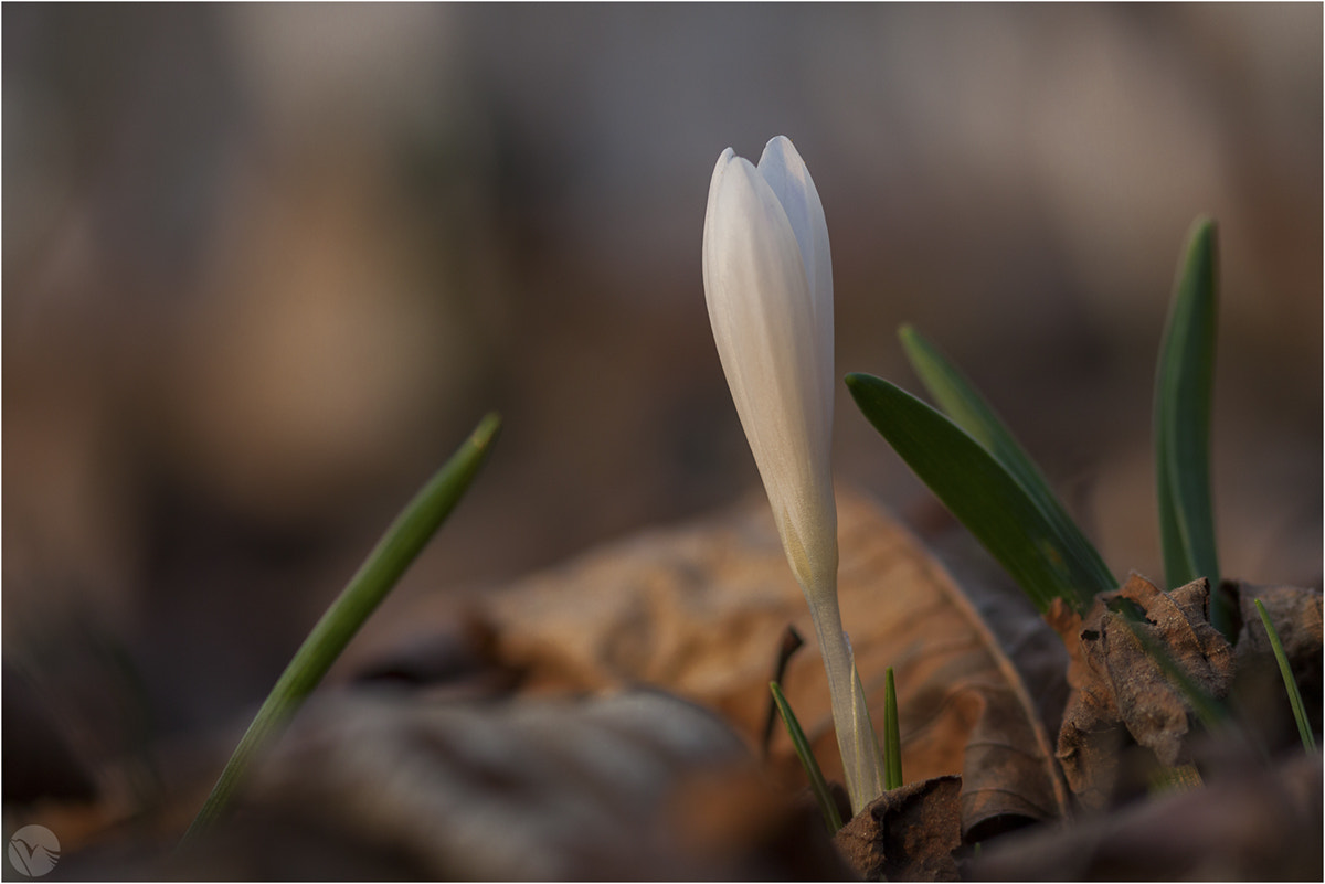 Sigma 105mm F2.8 EX DG OS HSM sample photo. Luce di sottobosco photography
