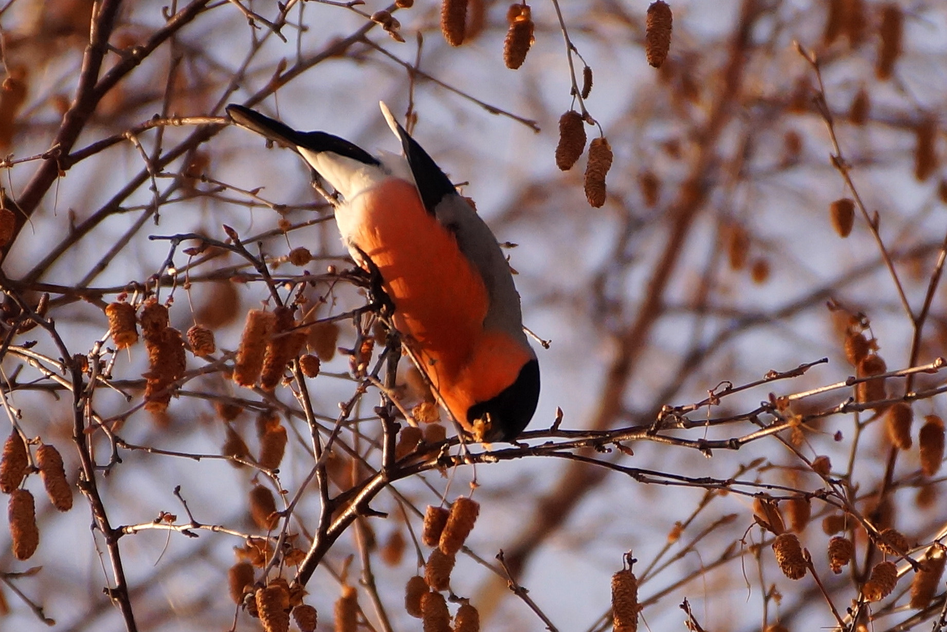 Sony DT 55-300mm F4.5-5.6 SAM sample photo. Pan gil photography
