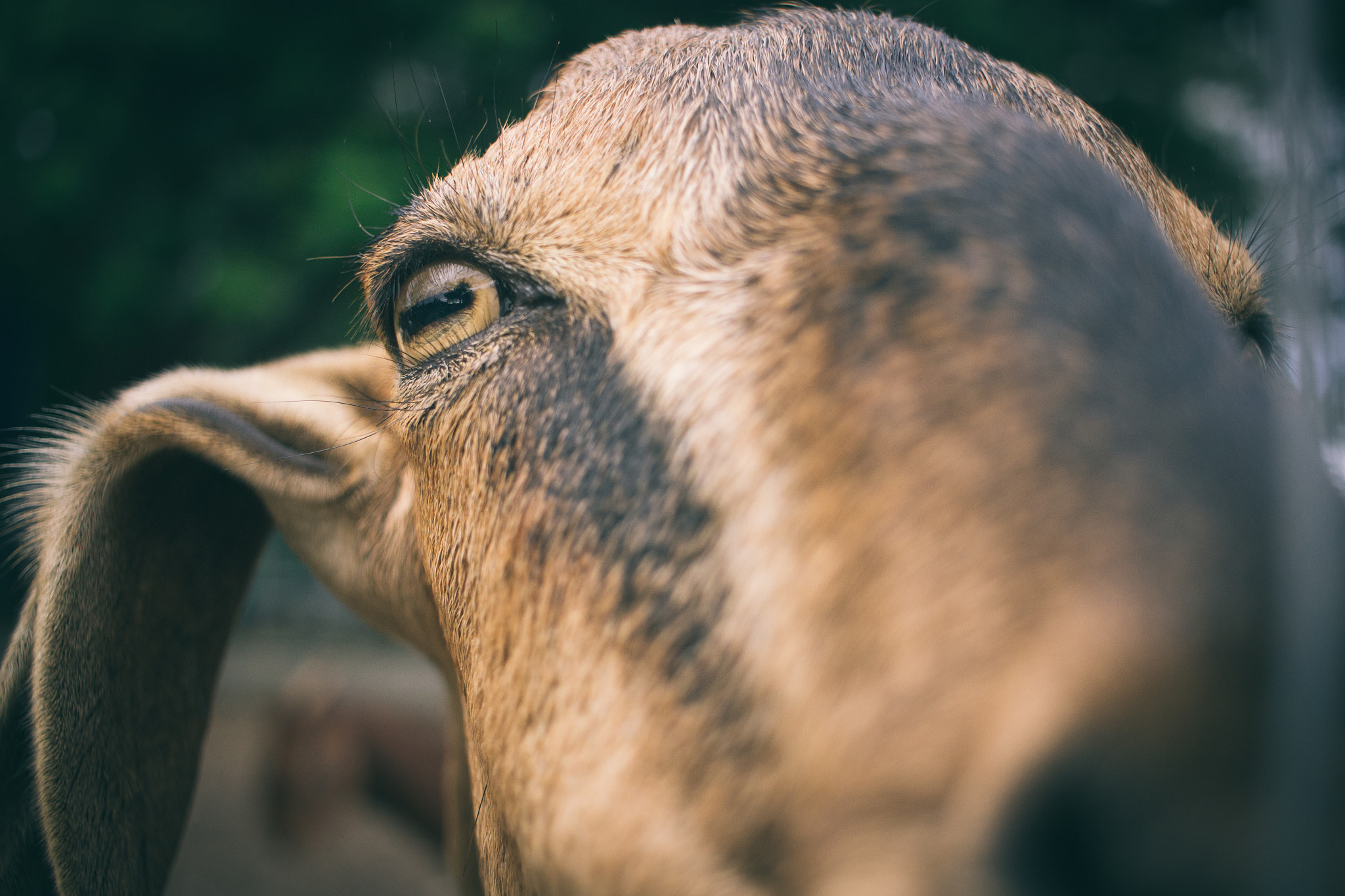 Canon EF-S 24mm F2.8 STM sample photo. Into the eyes photography