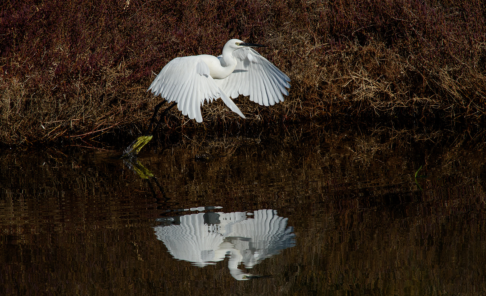 Nikon D750 + AF Nikkor 300mm f/4 IF-ED sample photo. La garzetta e il suo riflesso photography