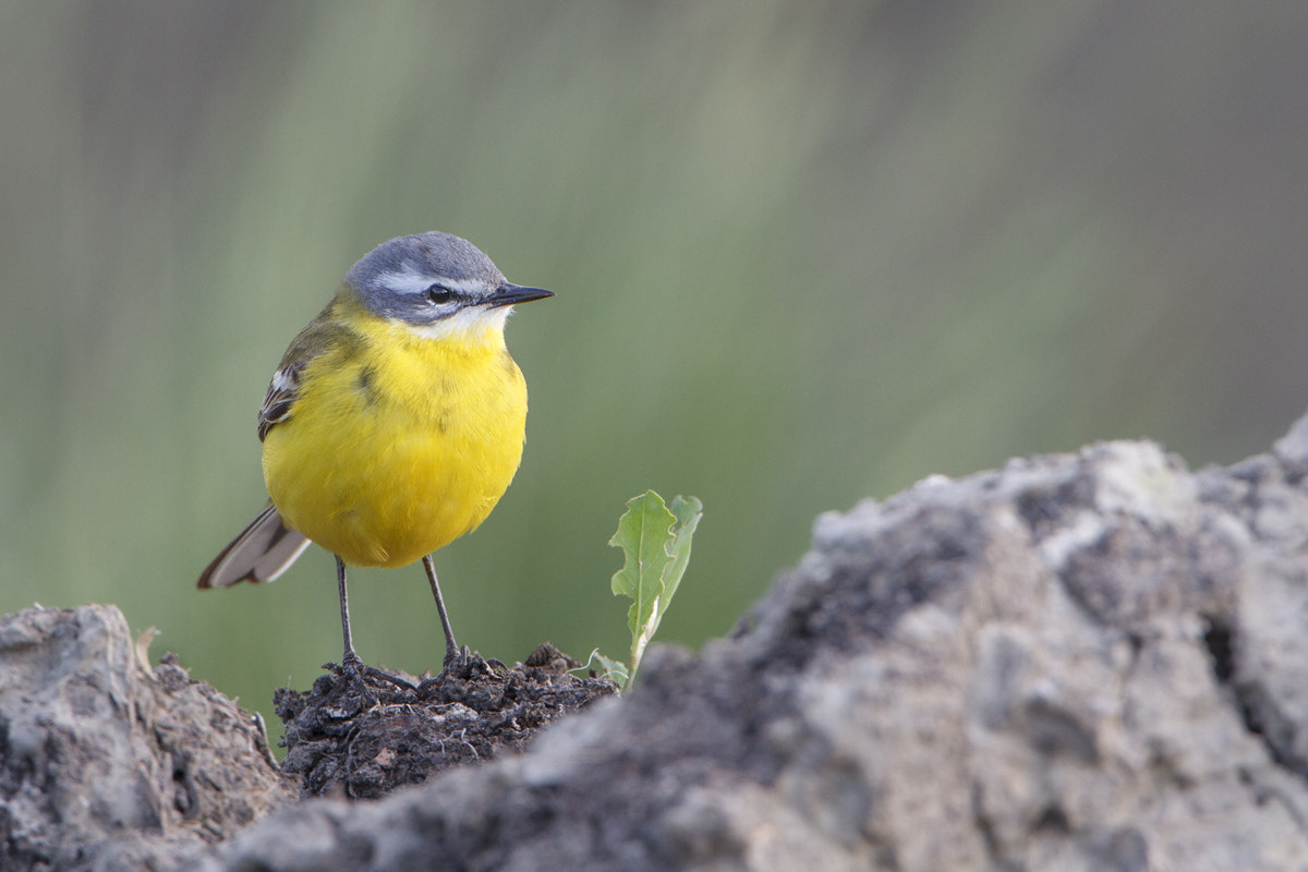 Canon EOS 7D + Canon EF 500mm F4L IS USM sample photo. Blue-headed wagtail photography