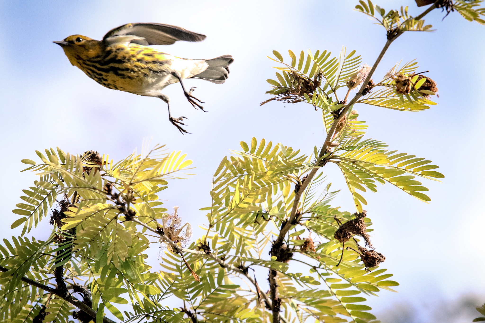 Canon EF 70-200mm F2.8L USM sample photo. Bird photography