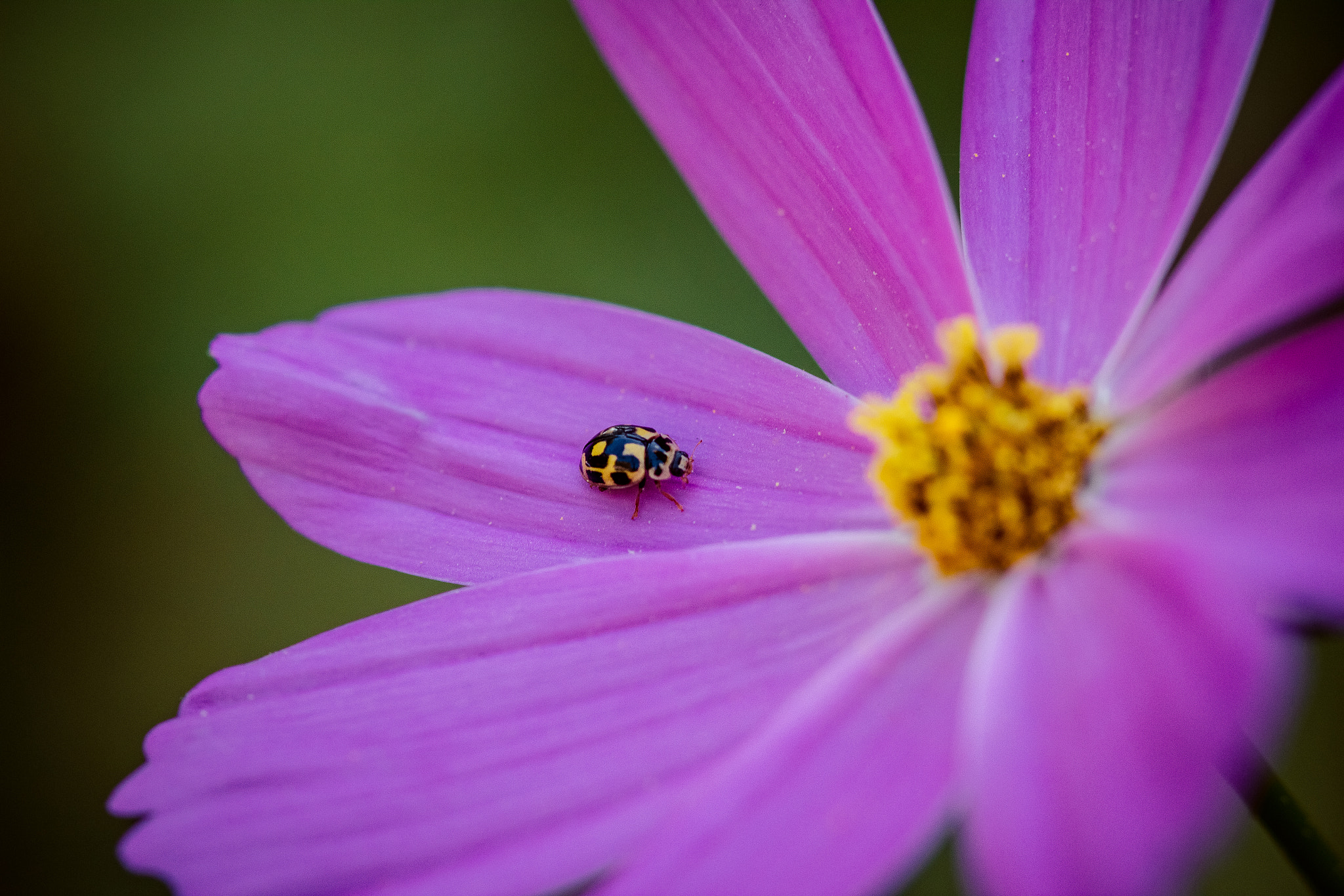 Canon EF 100mm F2.8 Macro USM sample photo. Small world photography