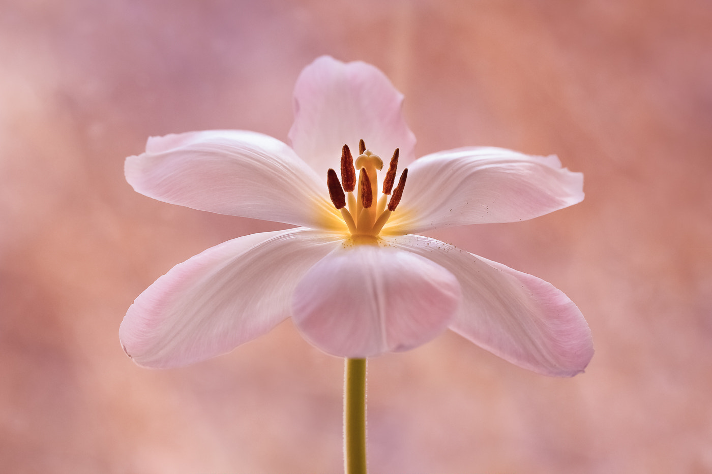 Canon EF 100mm F2.8L Macro IS USM sample photo. Tulip photography
