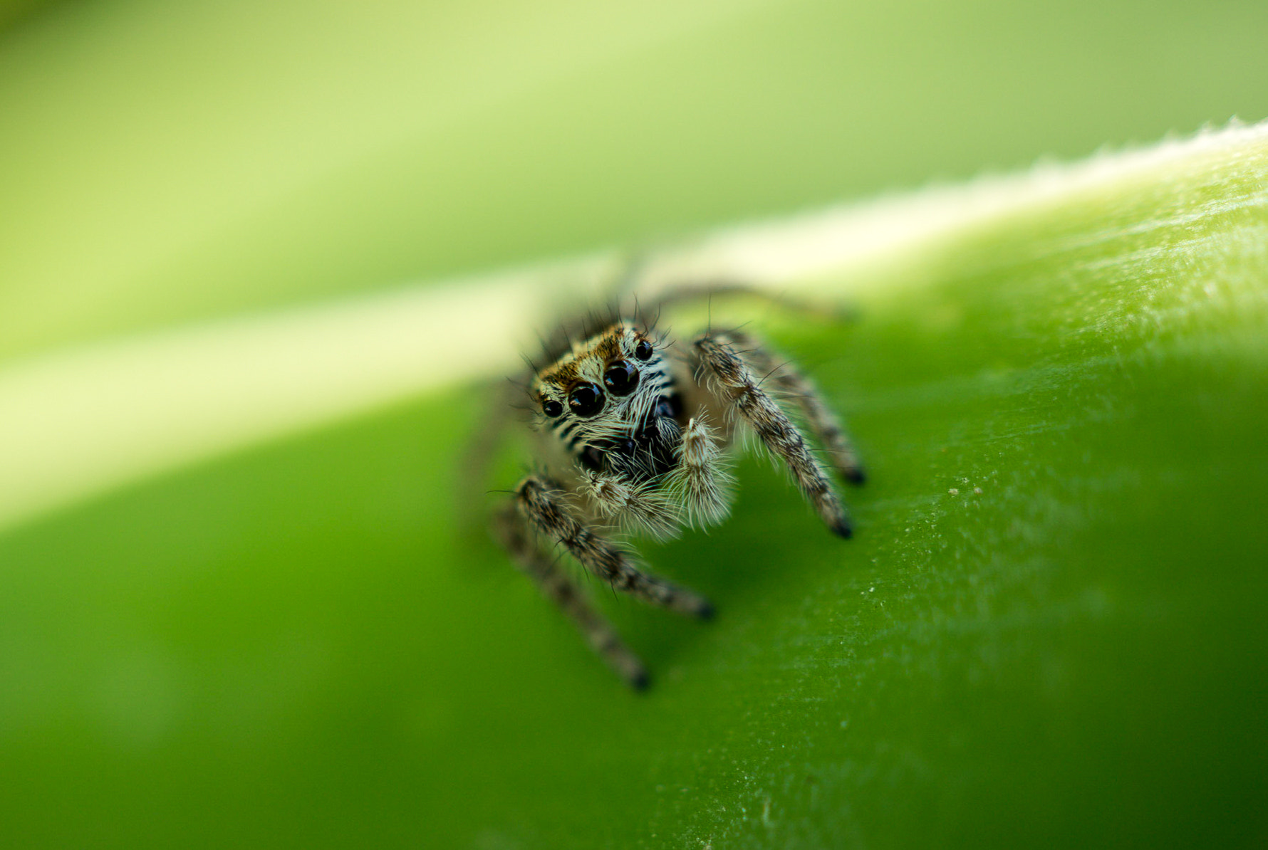 Sony Alpha a5000 (ILCE 5000) + Sony E 30mm F3.5 Macro sample photo. Eyes on me photography