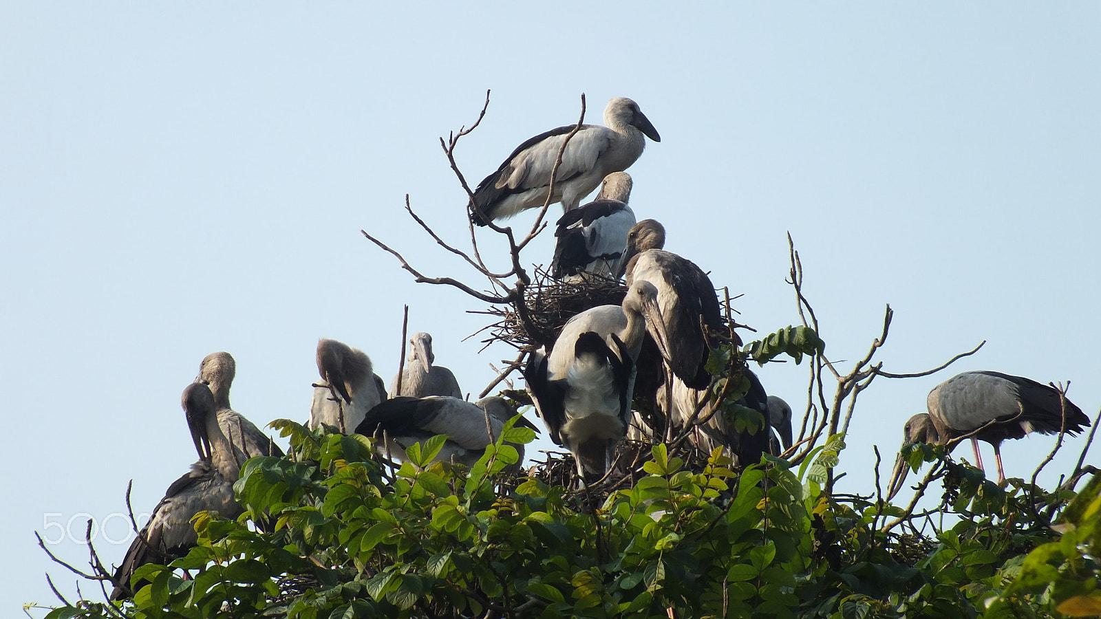 Fujifilm FinePix HS28EXR sample photo. Migratory birds photography