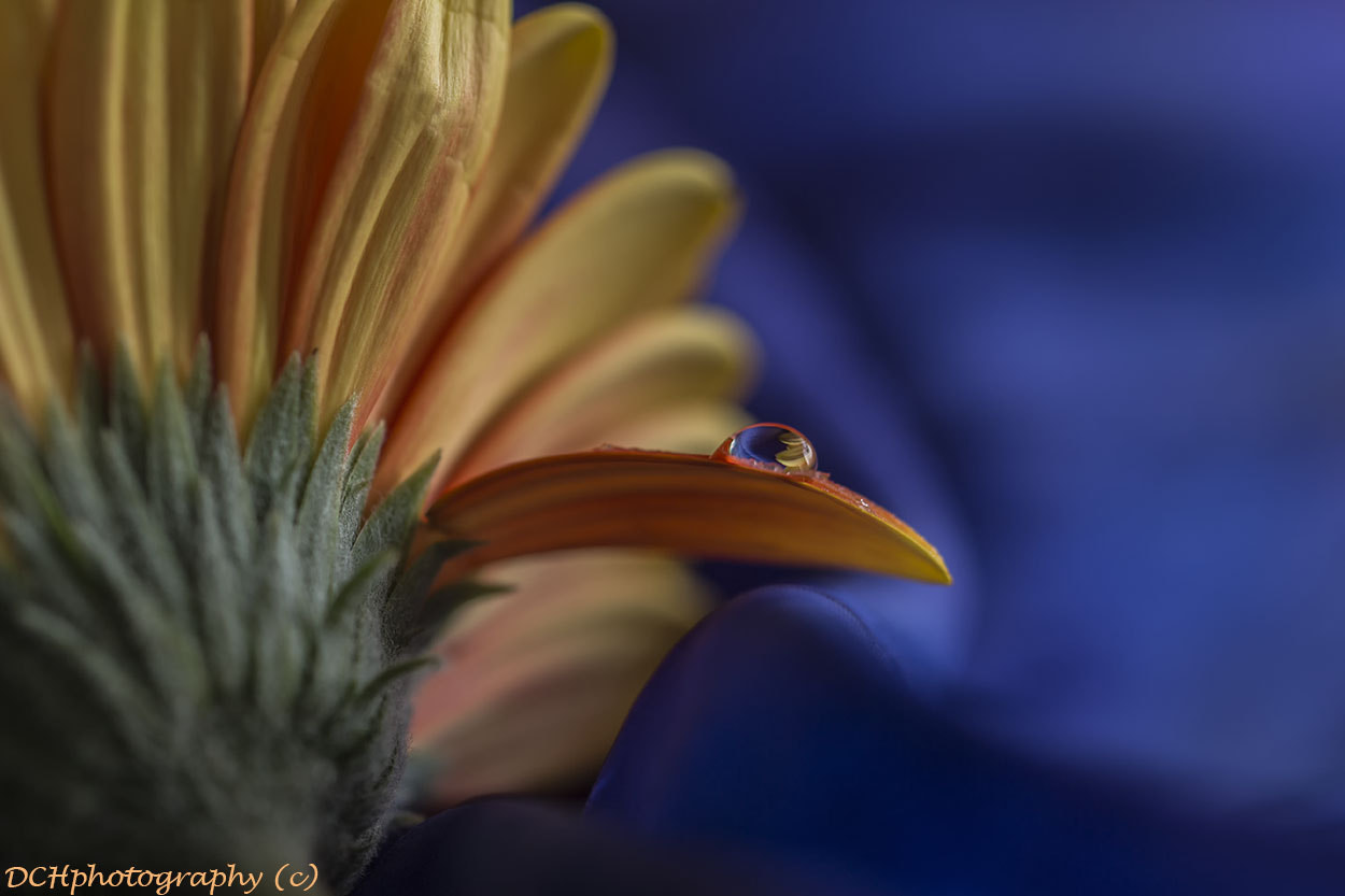 Canon EF 100mm F2.8L Macro IS USM sample photo. Droplet photography
