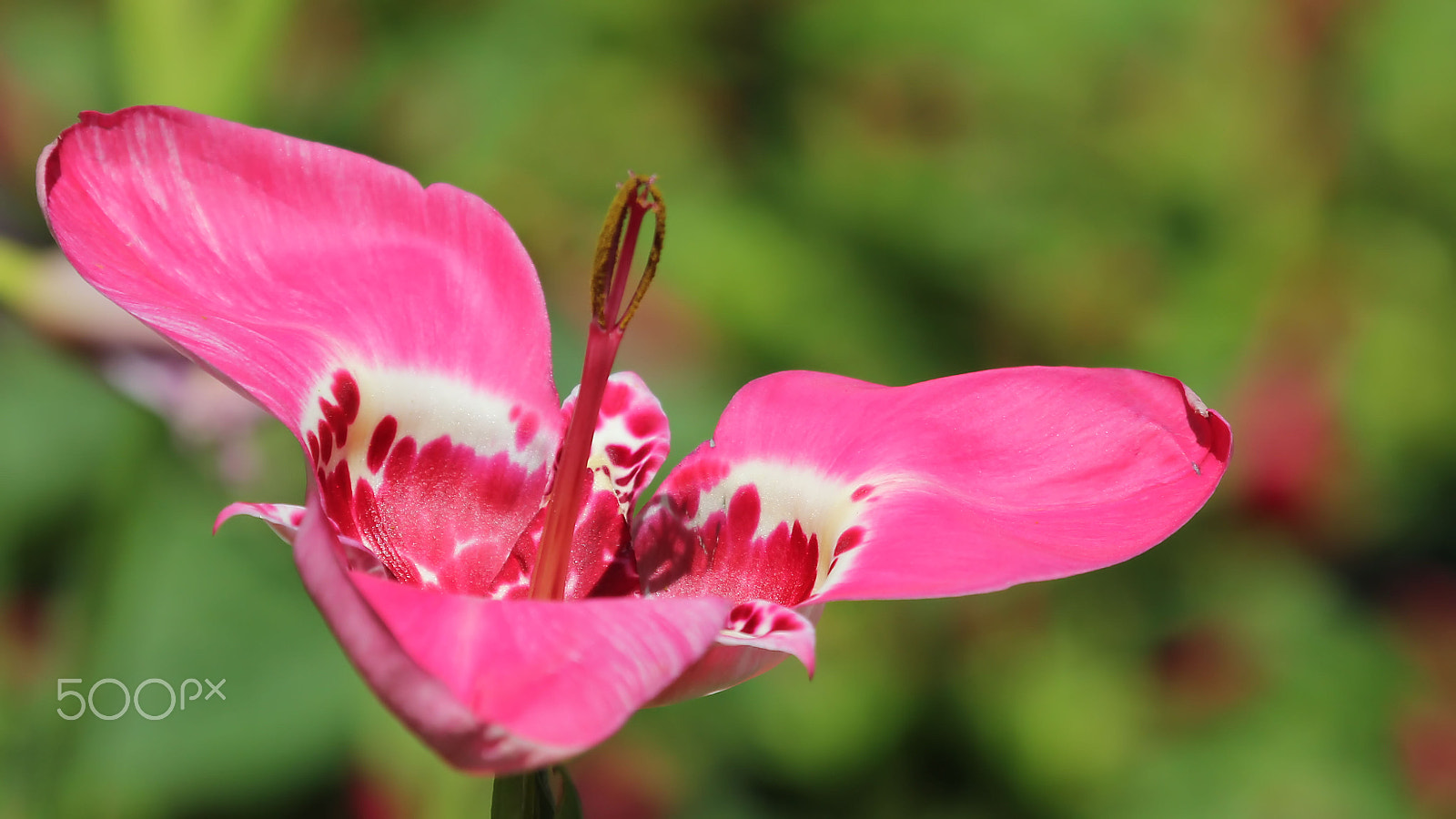 Canon EF 100-400mm F4.5-5.6L IS USM sample photo. Pink photography