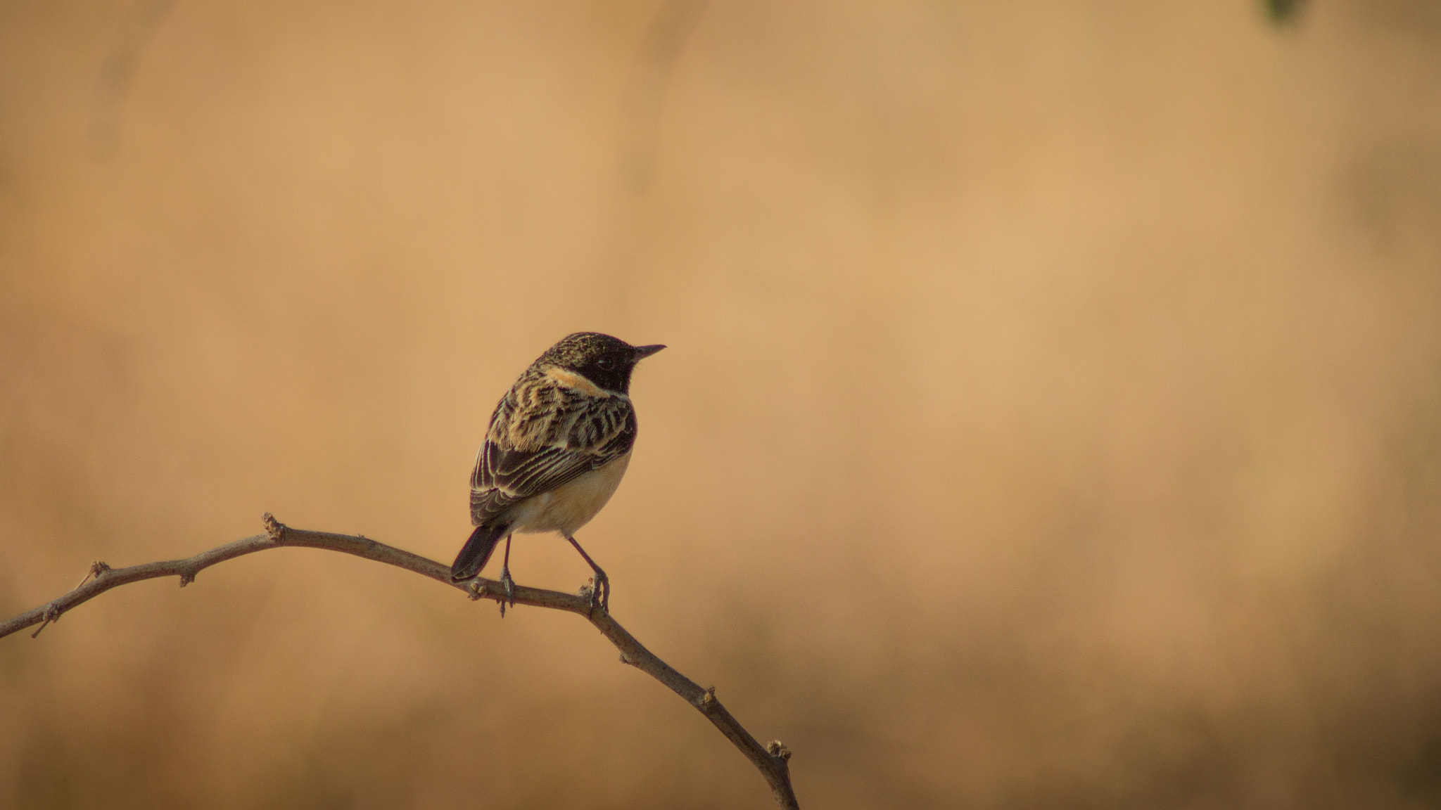 Canon EOS 1100D (EOS Rebel T3 / EOS Kiss X50) sample photo. Bird on stem photography