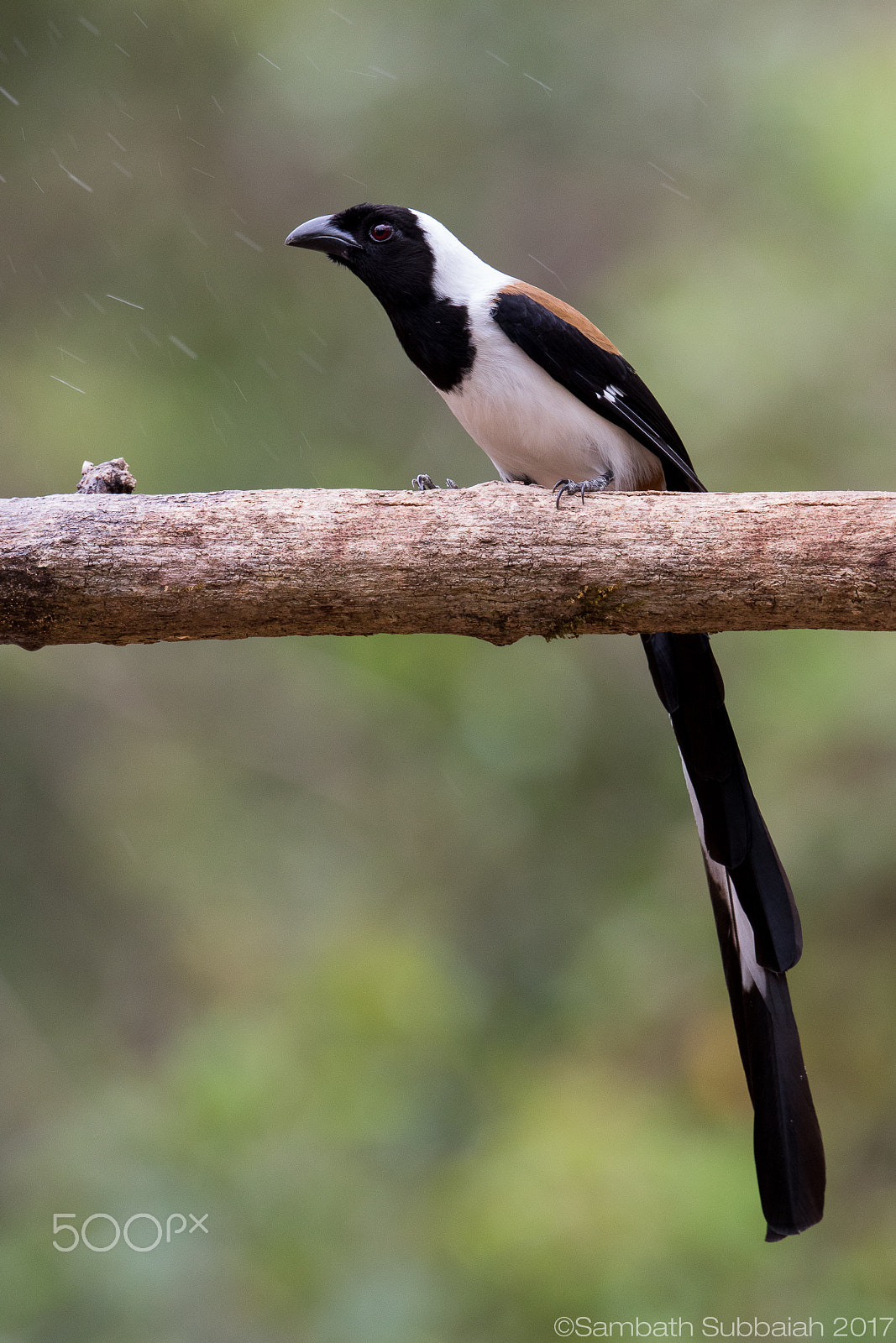 Canon EF 500mm F4L IS II USM sample photo. White bellied treepie photography