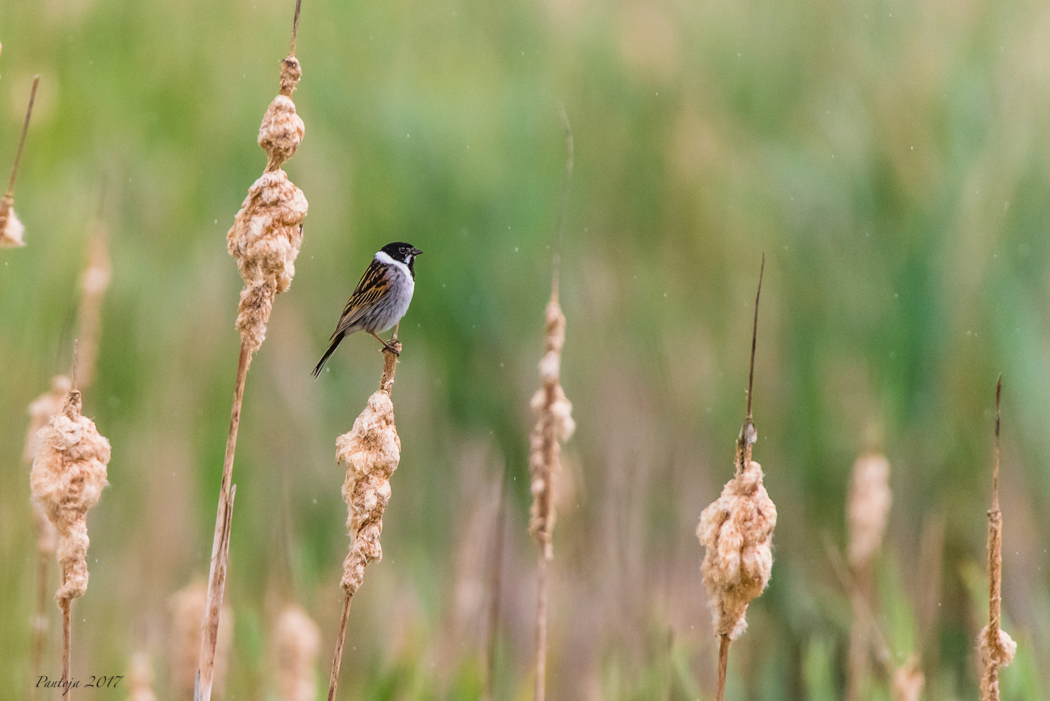 Nikon D600 sample photo. Bird in the rain photography