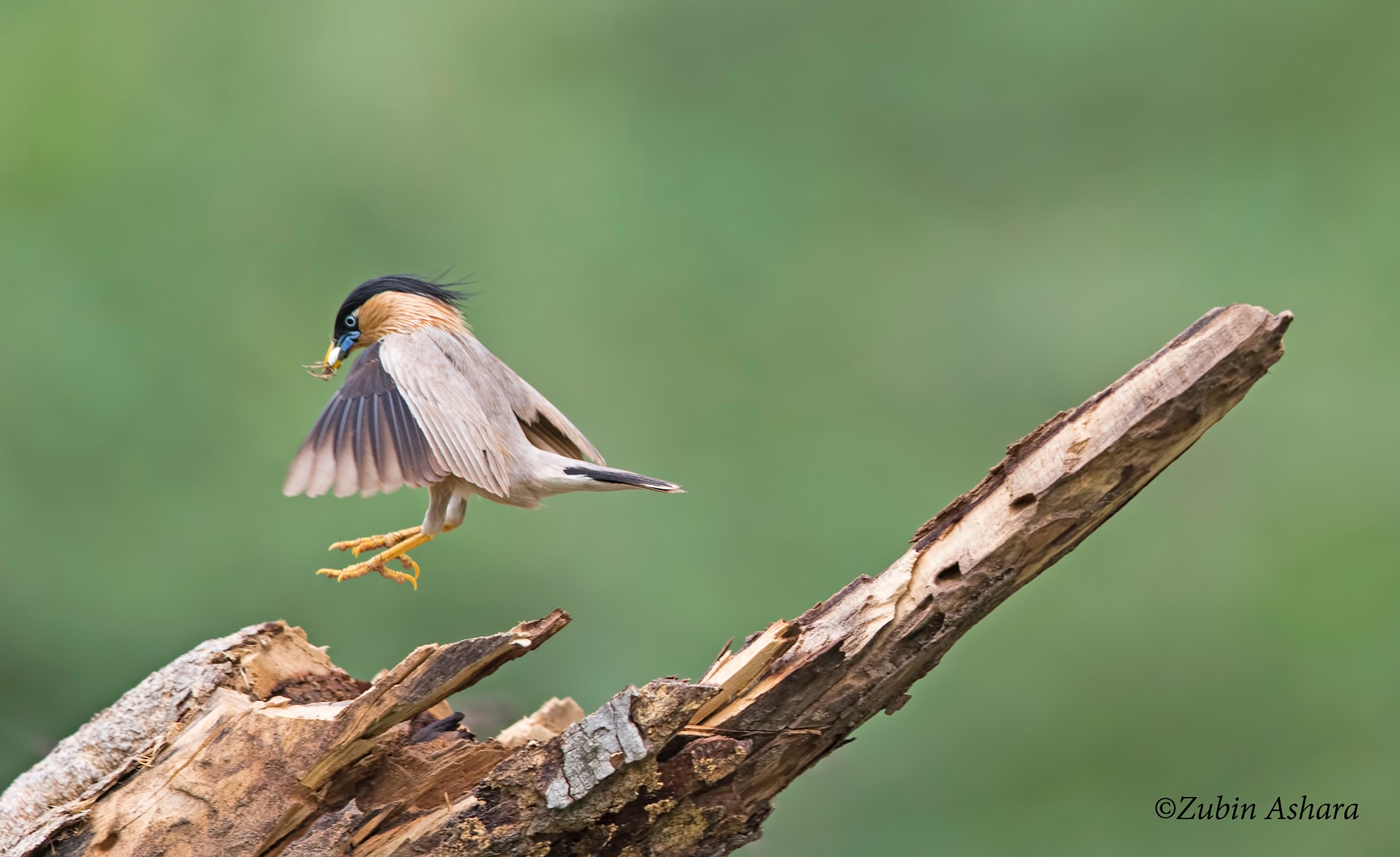 Canon EF 600mm F4L IS II USM sample photo. Brahminy starling photography