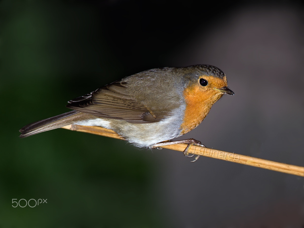 Pentax K-1 sample photo. Pit-roig (erithacus rubecula) photography