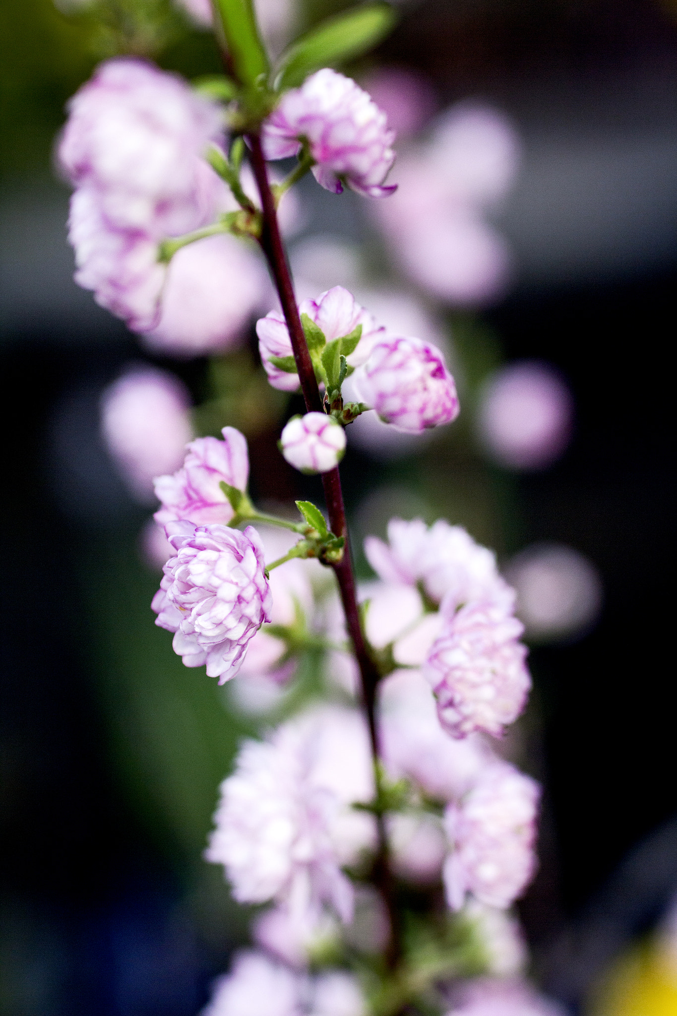 Sigma 50mm F1.4 EX DG HSM sample photo. Flowers photography