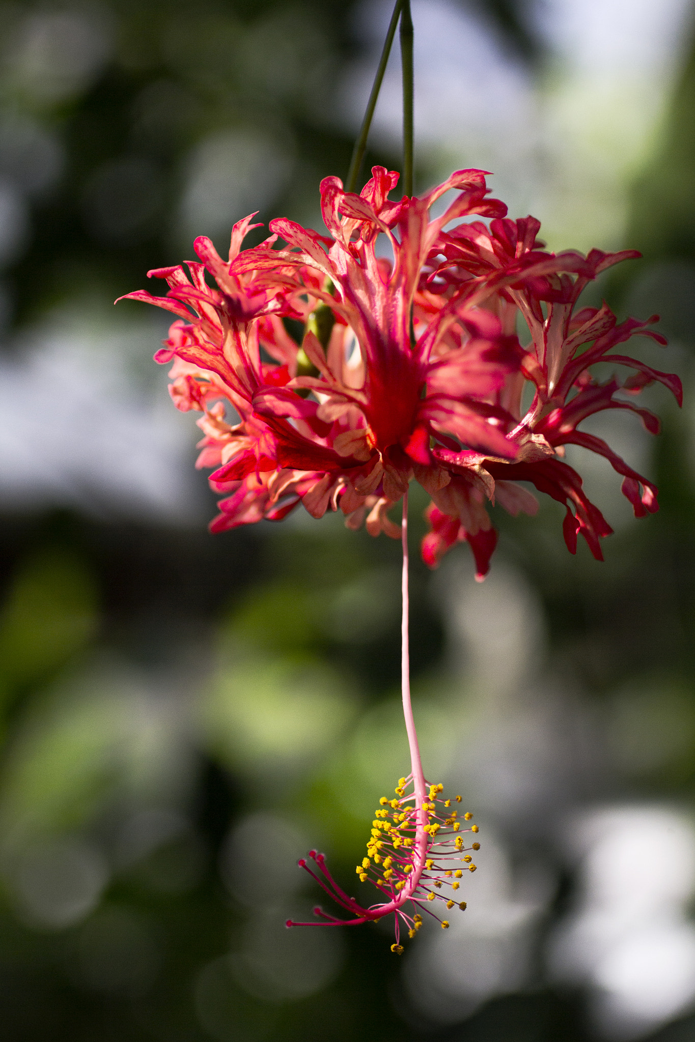 Sigma 50mm F1.4 EX DG HSM sample photo. Japanese lantern photography